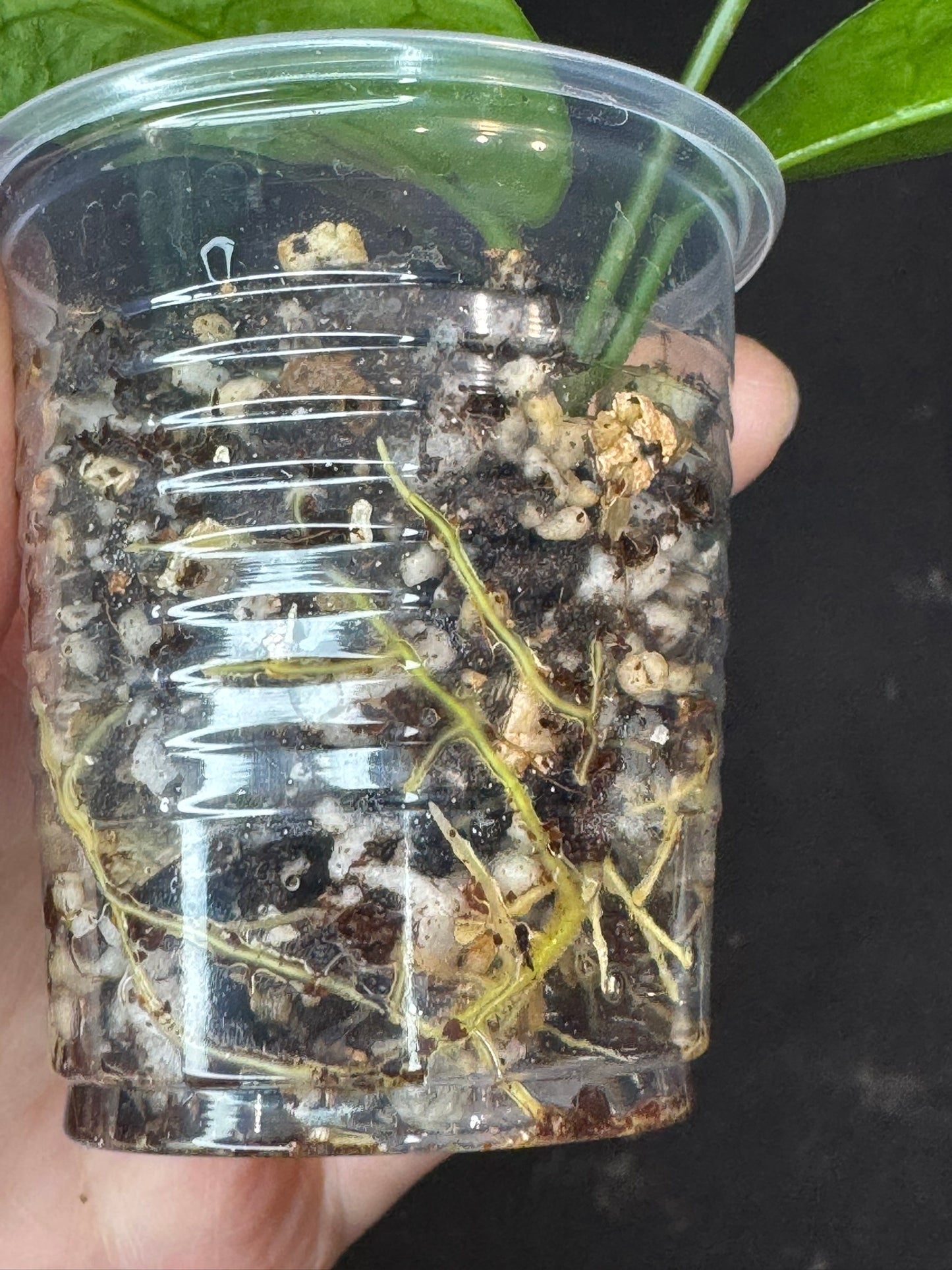 Hoya mappigera yellow corona, beautiful leaves and flower, unique umbrella-shaped flower