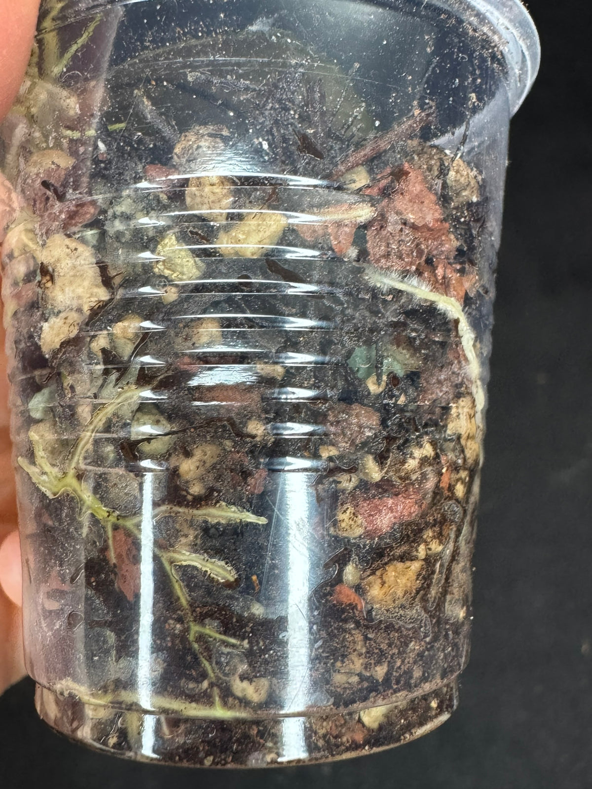 Hoya gunung gading ghost GGG, nice veins and splashy/silvery leaves