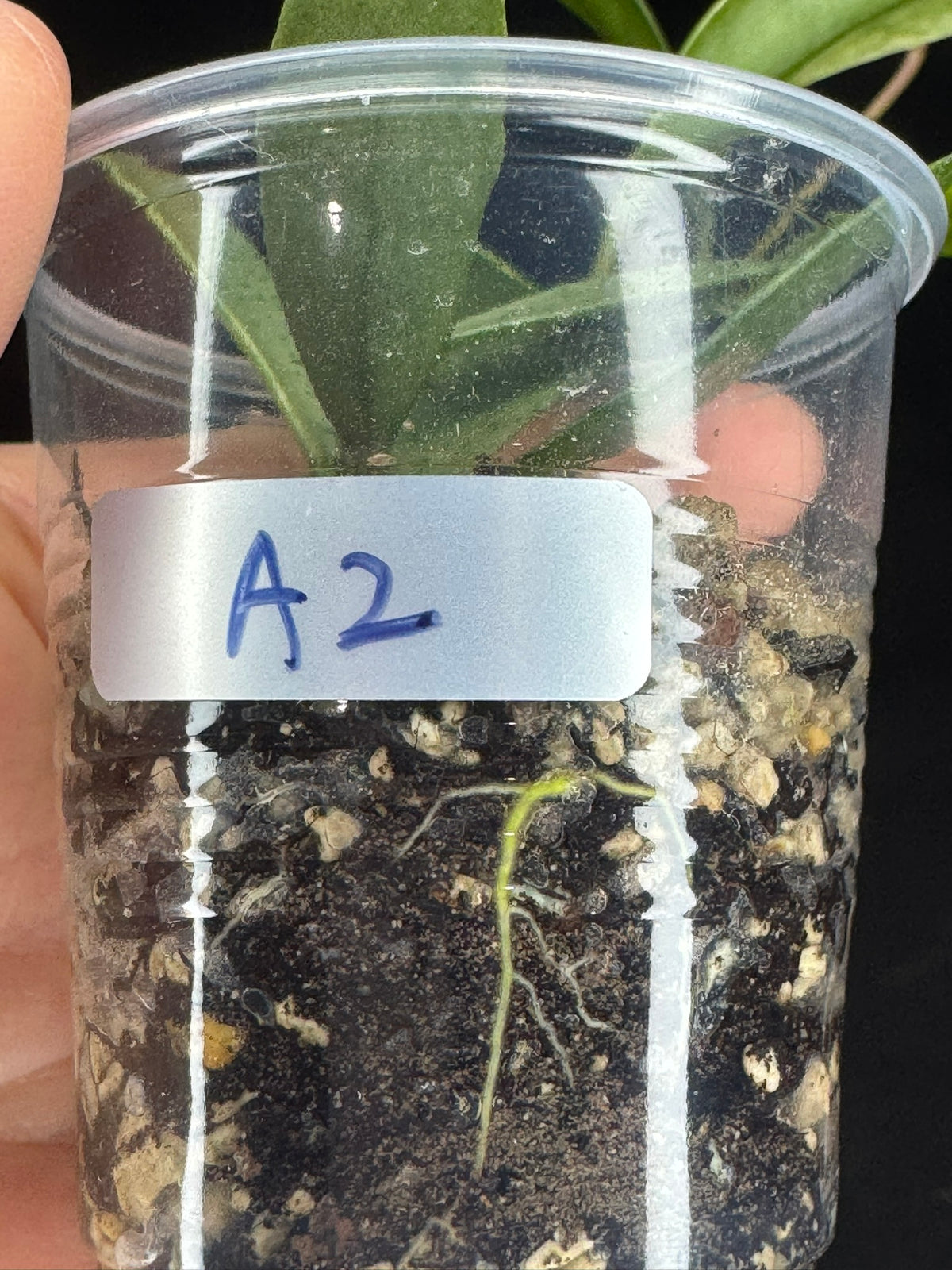Hoya lacunosa winter pandora (#A2), special
