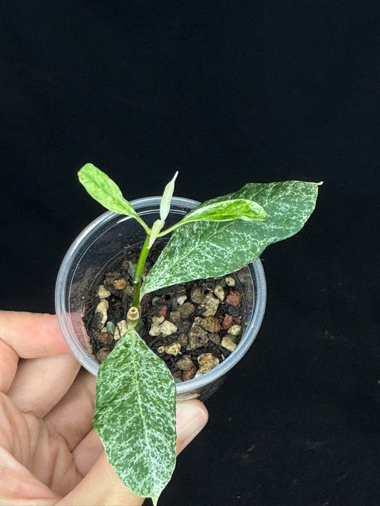 UNICORNš¦! Hoya multiflora lima, special variegation pattern, super rare