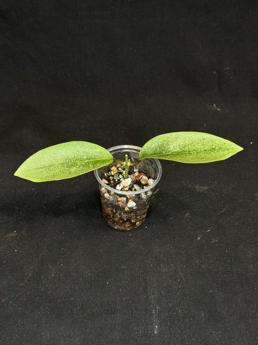 UNICORNš¦! Hoya 'Ellira' Silver, speical silvery leaves, rare