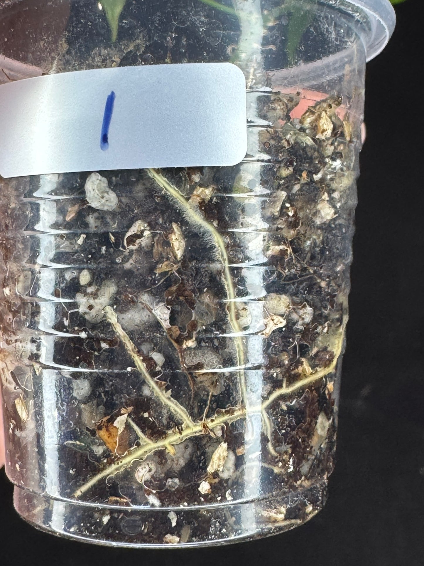 Hoya Buotti Albomarginata, nice water-color variegation (#1)