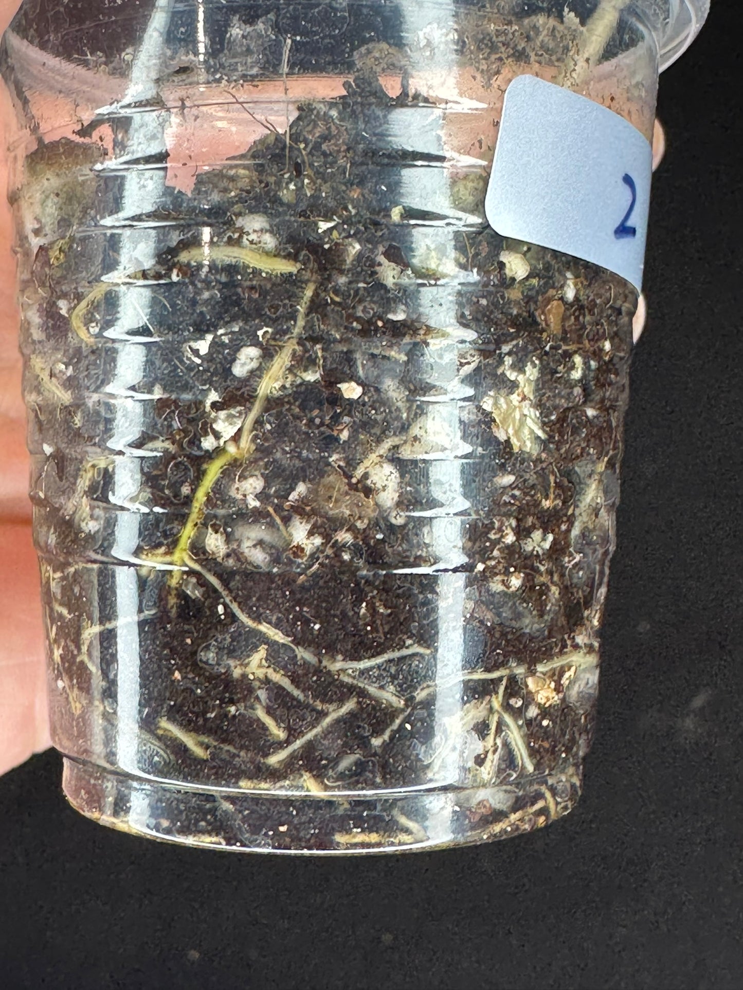 Hoya Buotti Albomarginata, nice water-color variegation (#2)