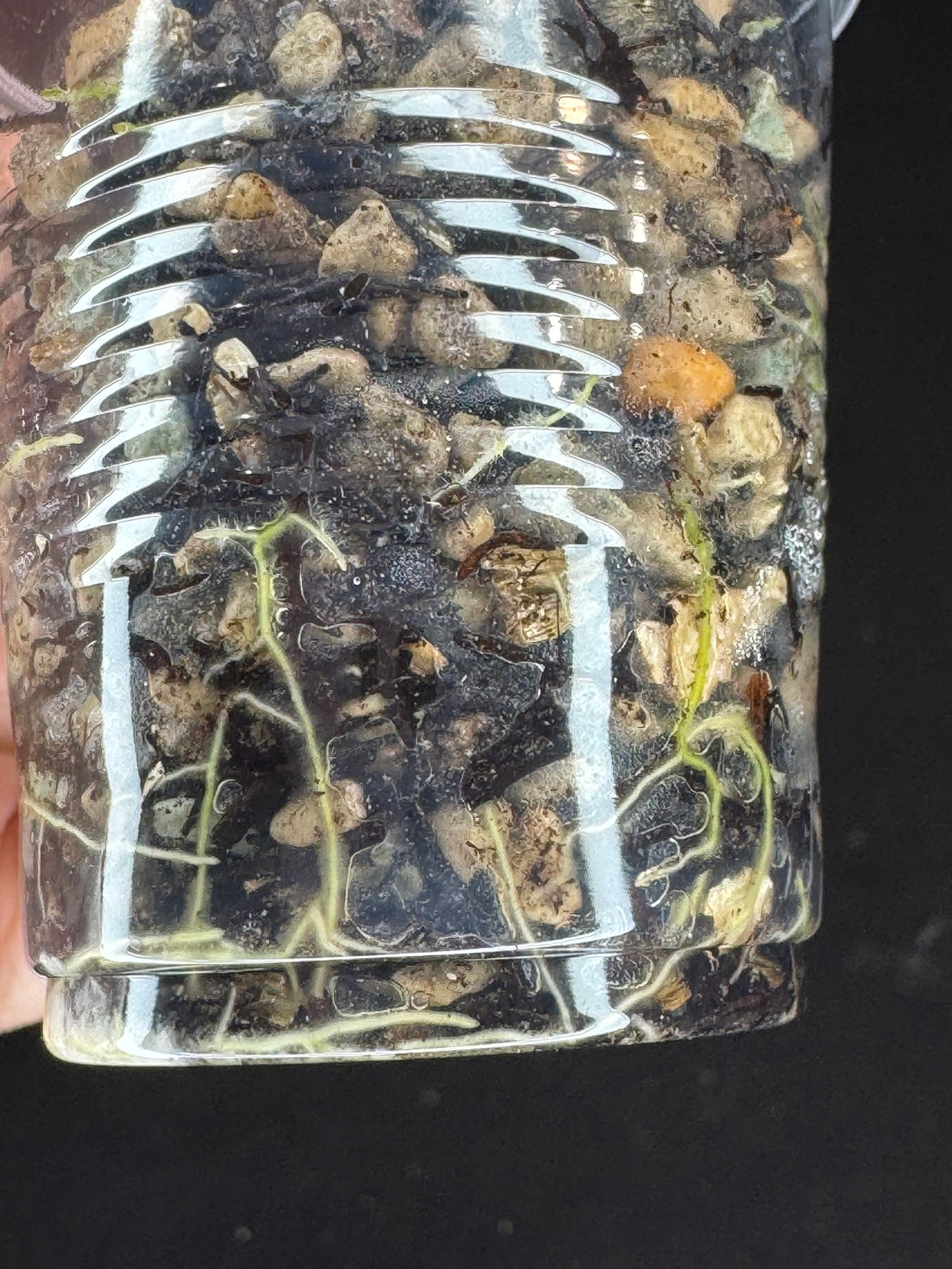 Hoya aff meredithii, big splashy leaves