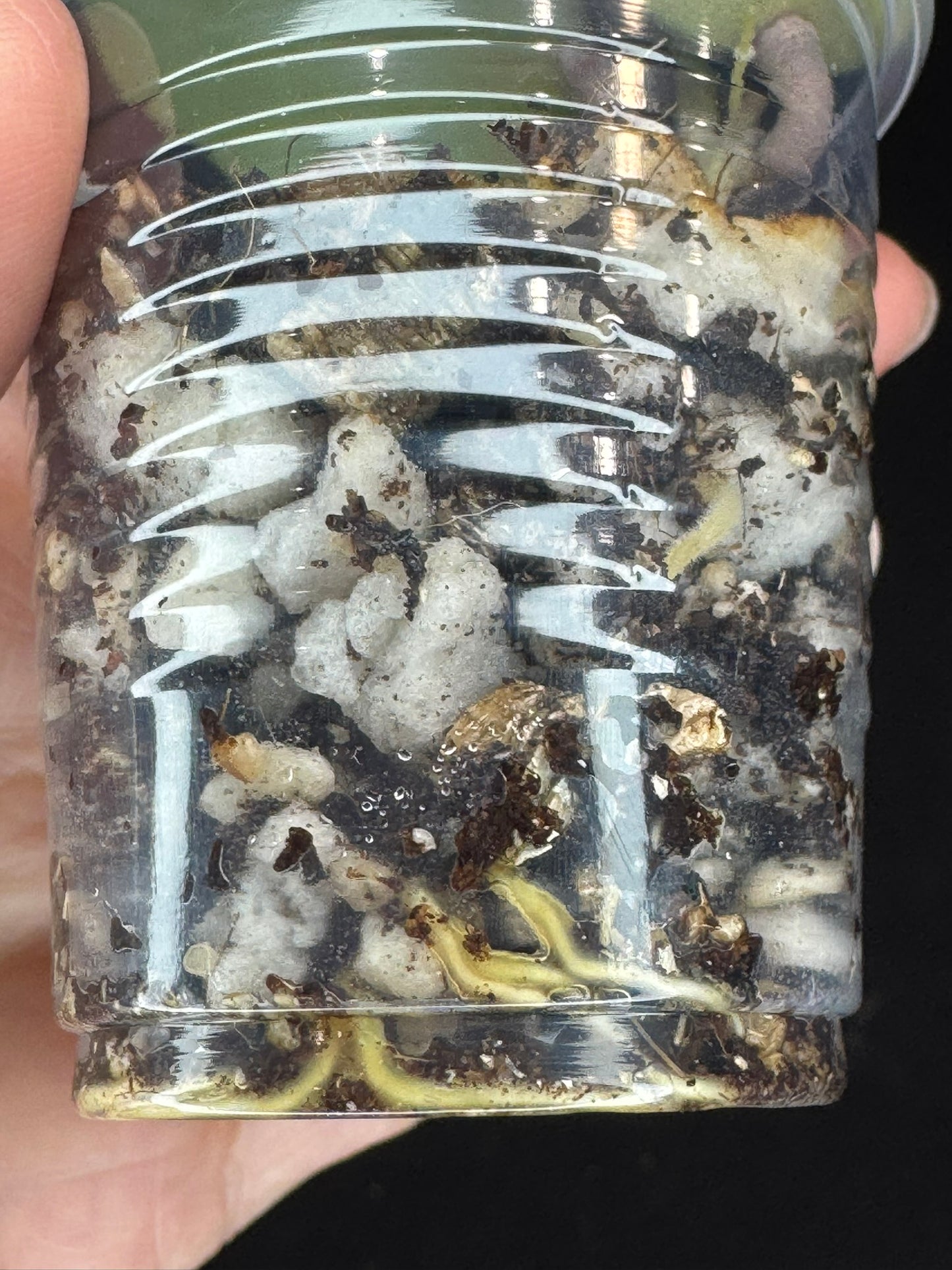 Hoya Panglai West Java (#2), albo variegation