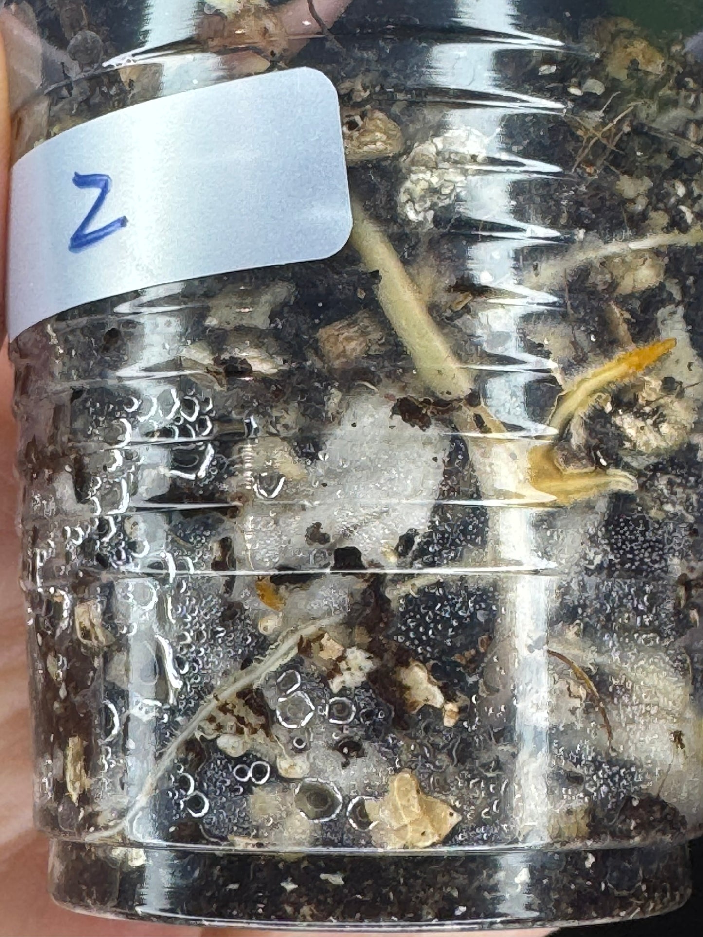 Hoya verticillata inner variegated (#2), nice variegation