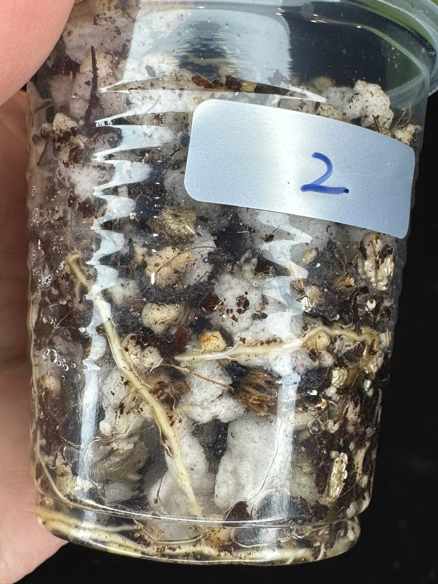 Hoya cv Meena (splash), splashy leaves with long vine #2