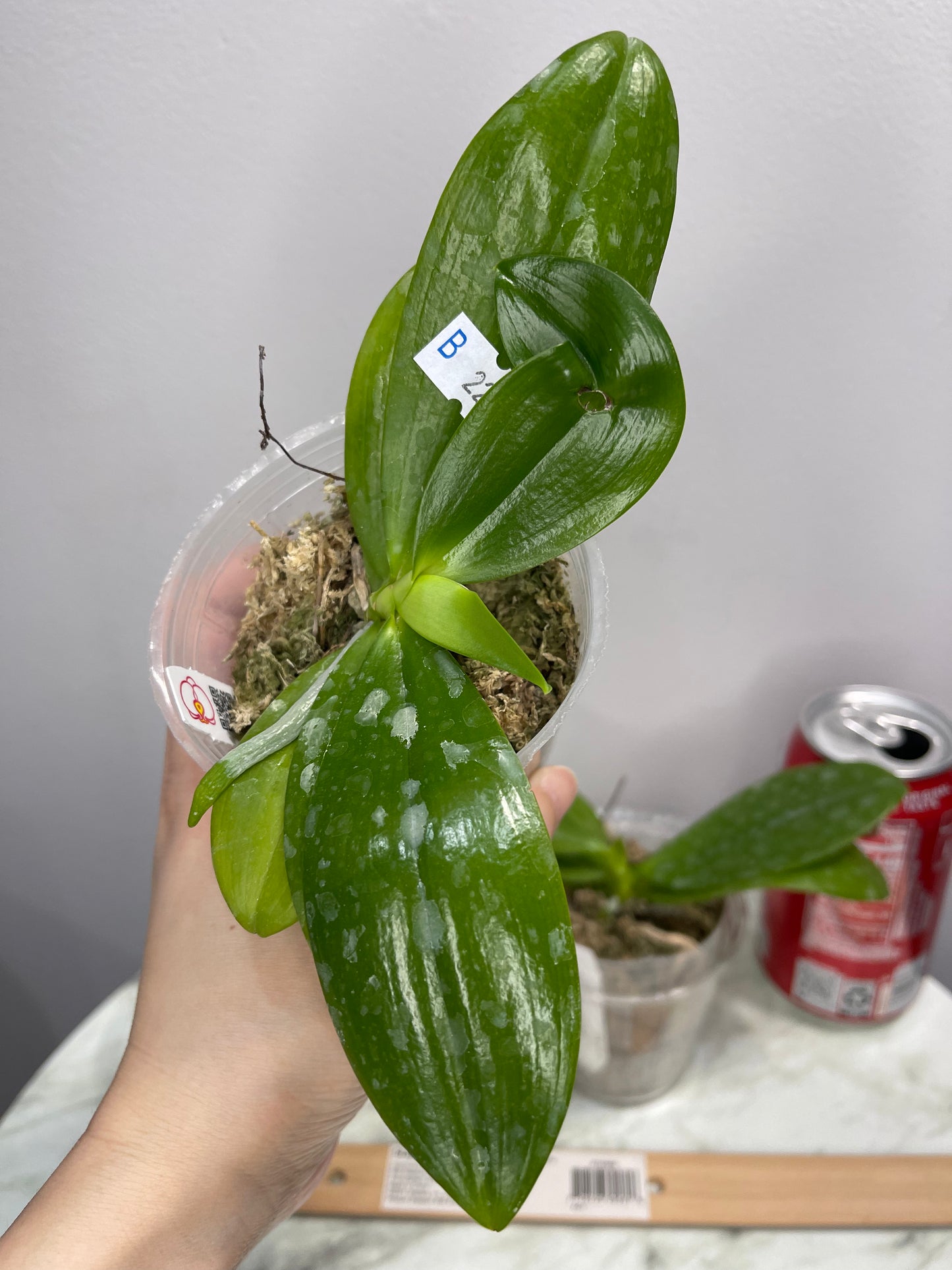 Phal speciosa 'Purple Dream' (C22)