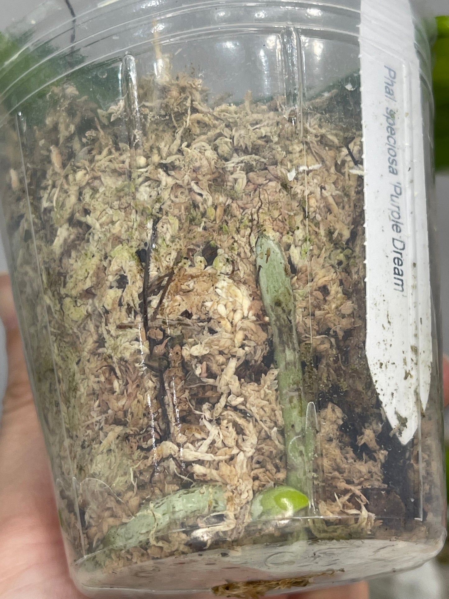 Phal speciosa 'Purple Dream' (C22)