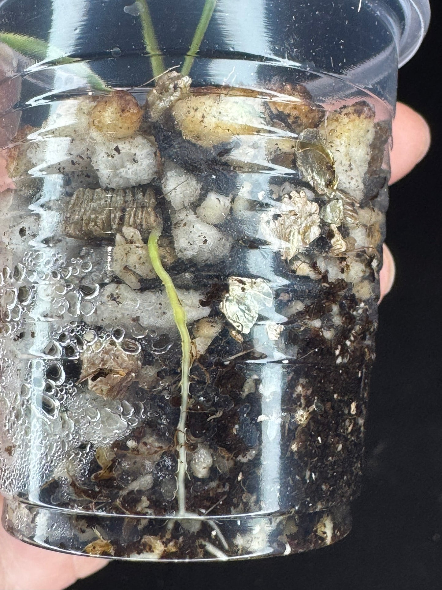 Hoya acicularis albomarginata, special leaves