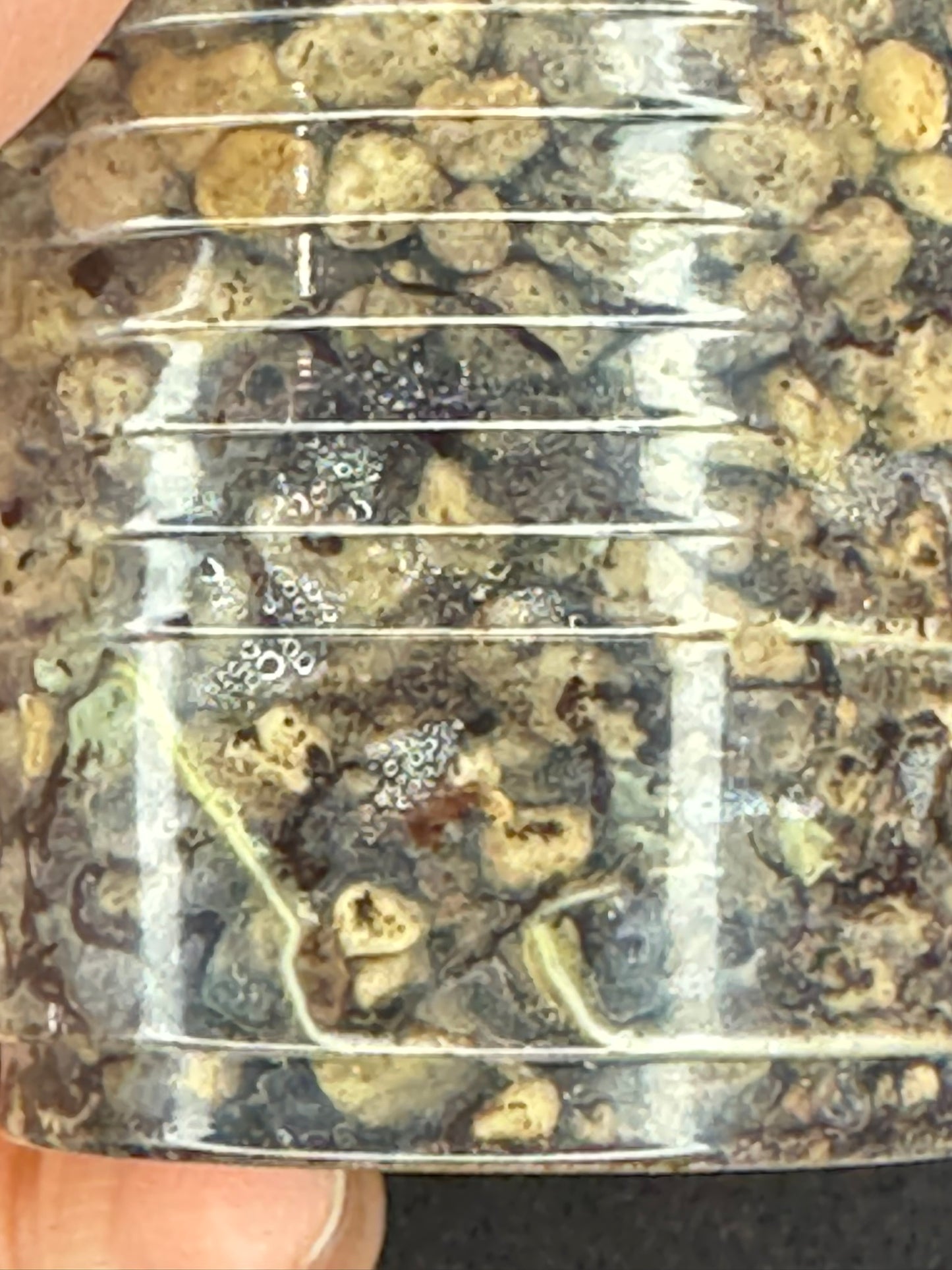 UNICORN🦄! Hoya sp. VL9 variegated, different variegation colors with spash, rare