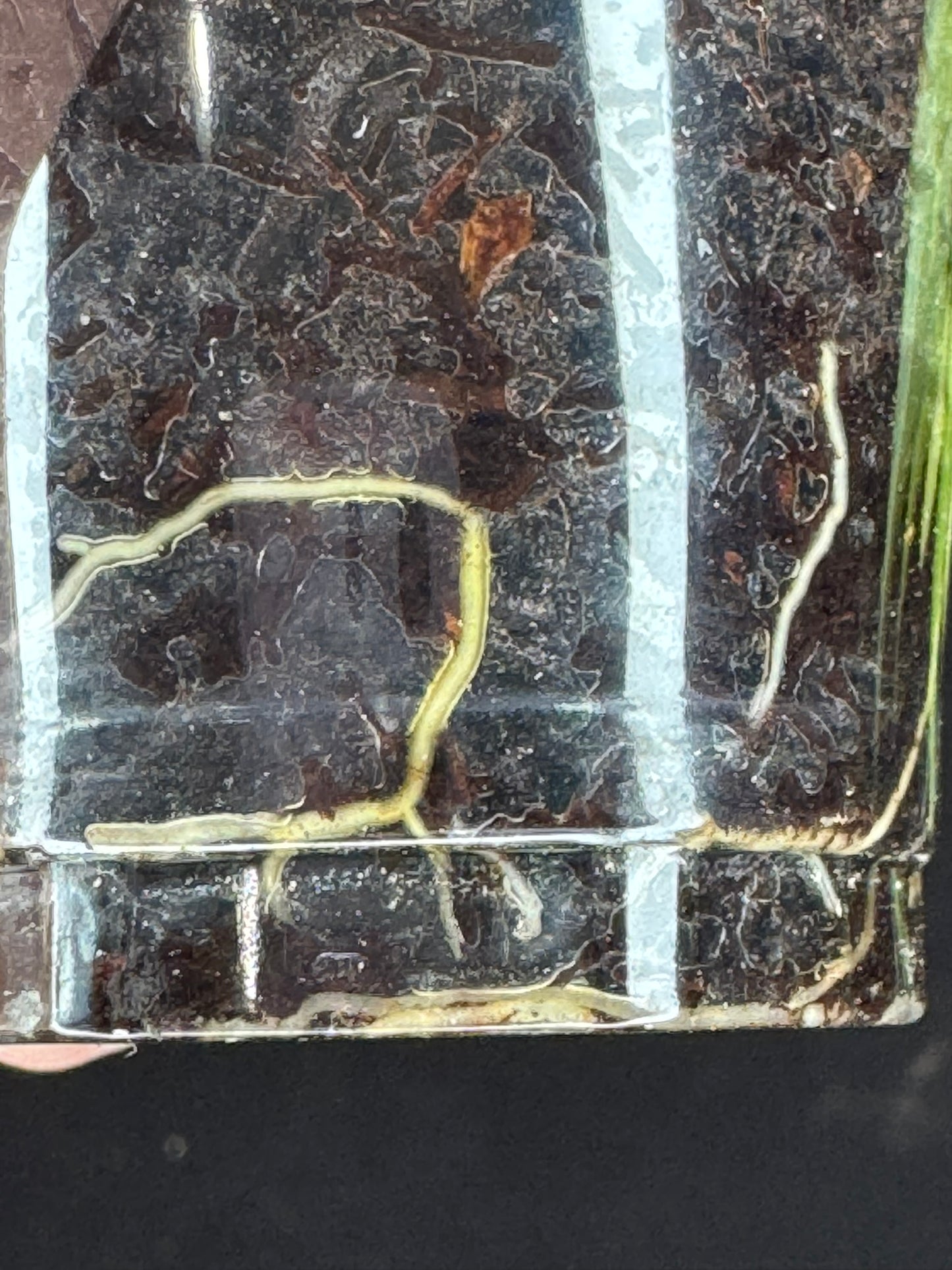 Hoya polyneura variegated (inner), rare and beautiful variegation