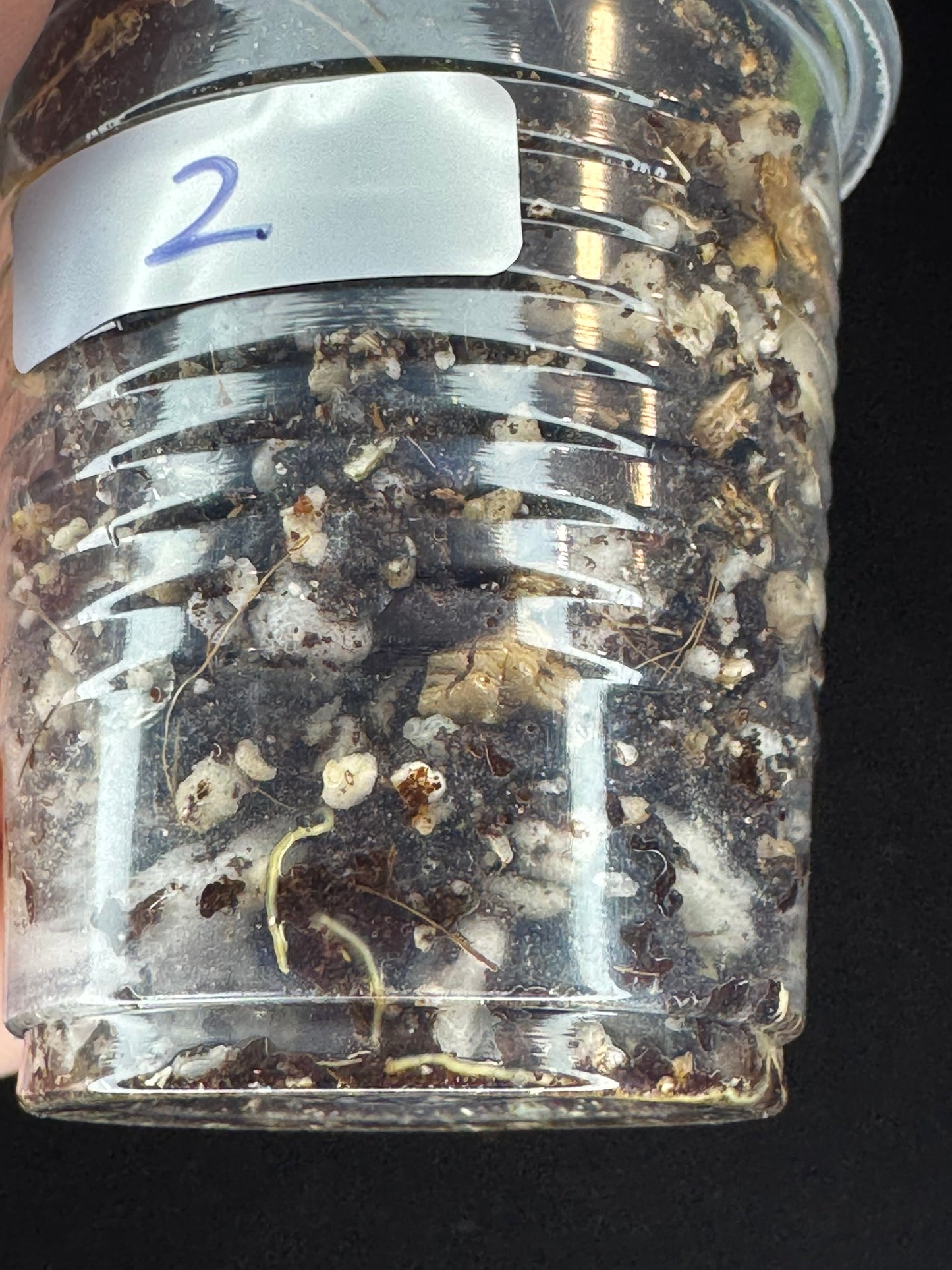 Hoya lauterbachii (Giant Wax Plant),fuzzy new leaves (#2)