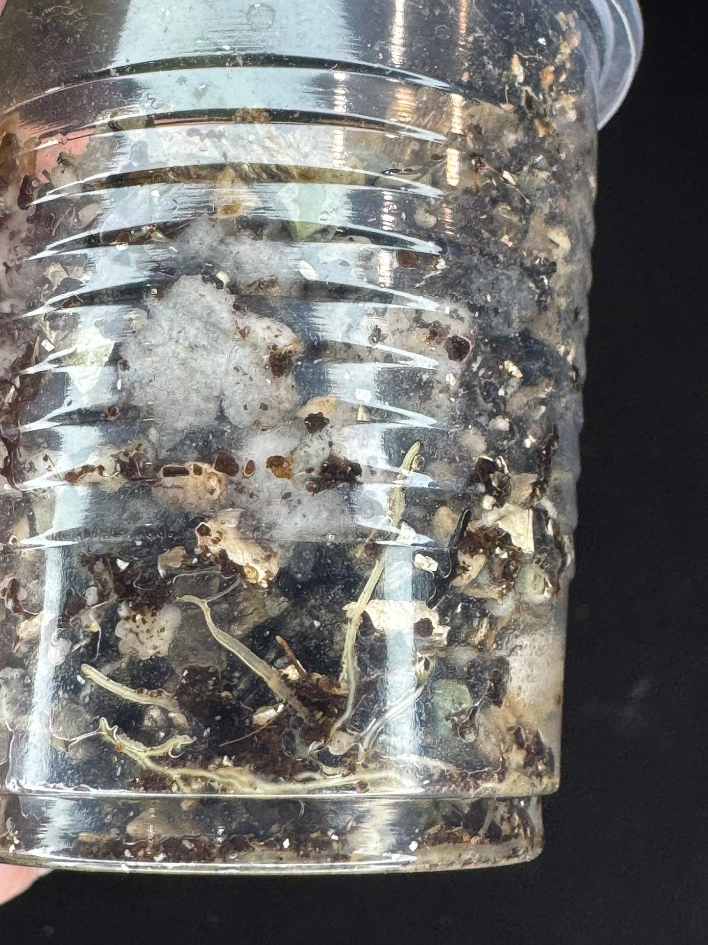 Hoya Archboldiana pink, big flowers, waxy long leaves