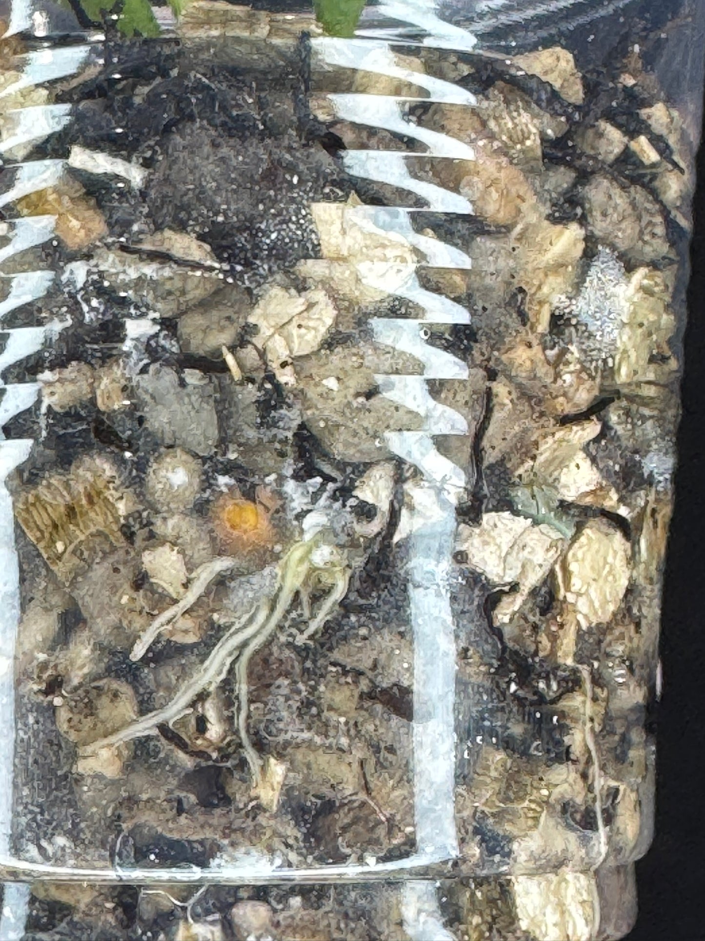 UNICORN🦄! hoya manipurensis variegated 'philo', nice variegation, rare