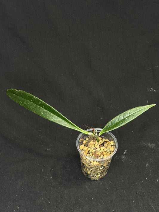 Hoya Sulawesiana silver/splash edge, actively growing, rare