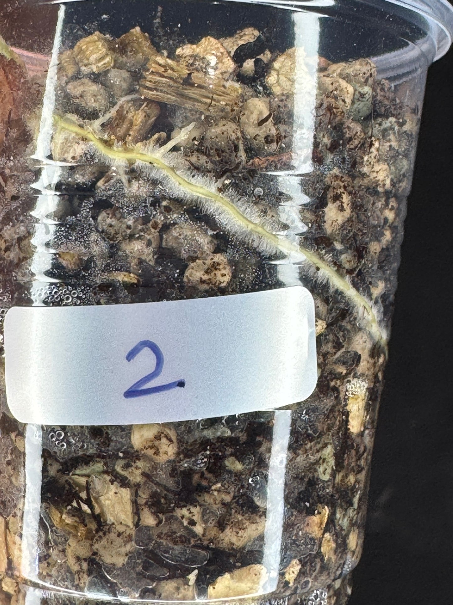 UNICORN🦄! Hoya menak sopal silver (#2), rare