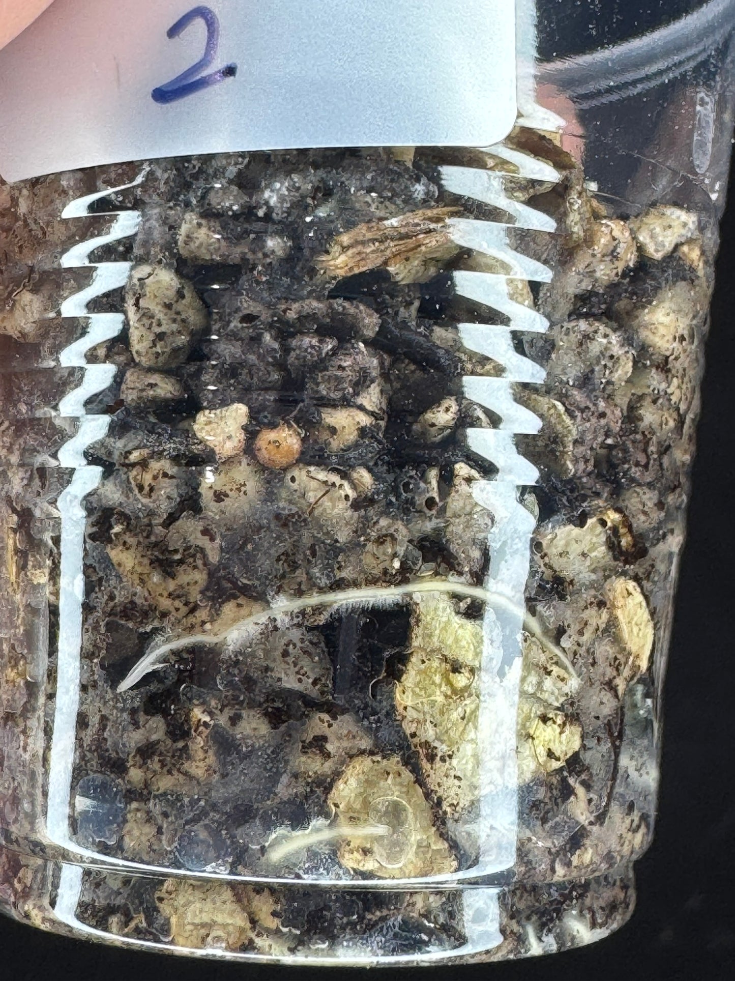 UNICORN🦄! Hoya snowman (#2), rare