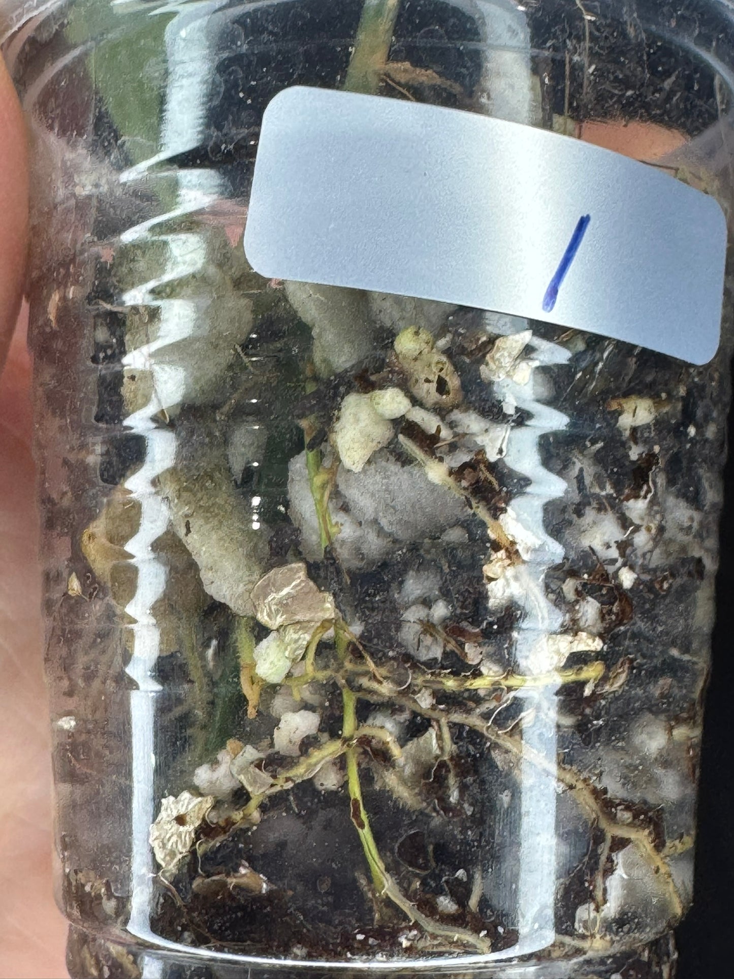 Hoya Buotti Albomarginata, nice water-color variegation (#1)