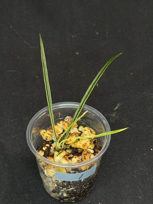 Hoya acicularis albomarginata, special leaves (#1)