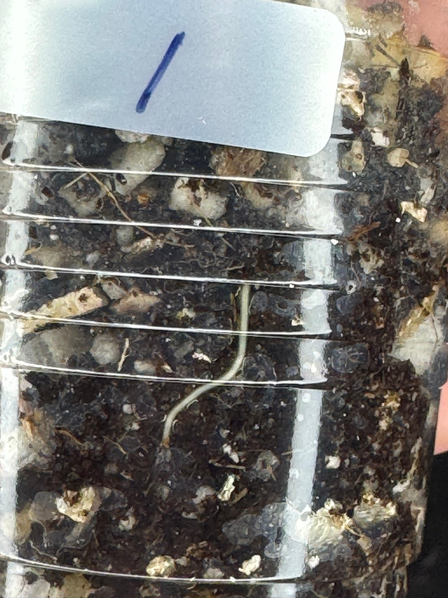 Hoya acicularis albomarginata, special leaves (#1)