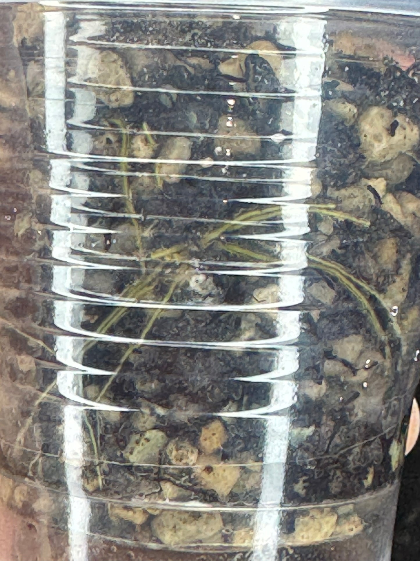 UNICORN🦄! Hoya elliptica variegated (#1), attracting variegation, super rare (Upgrade Shipping is required)