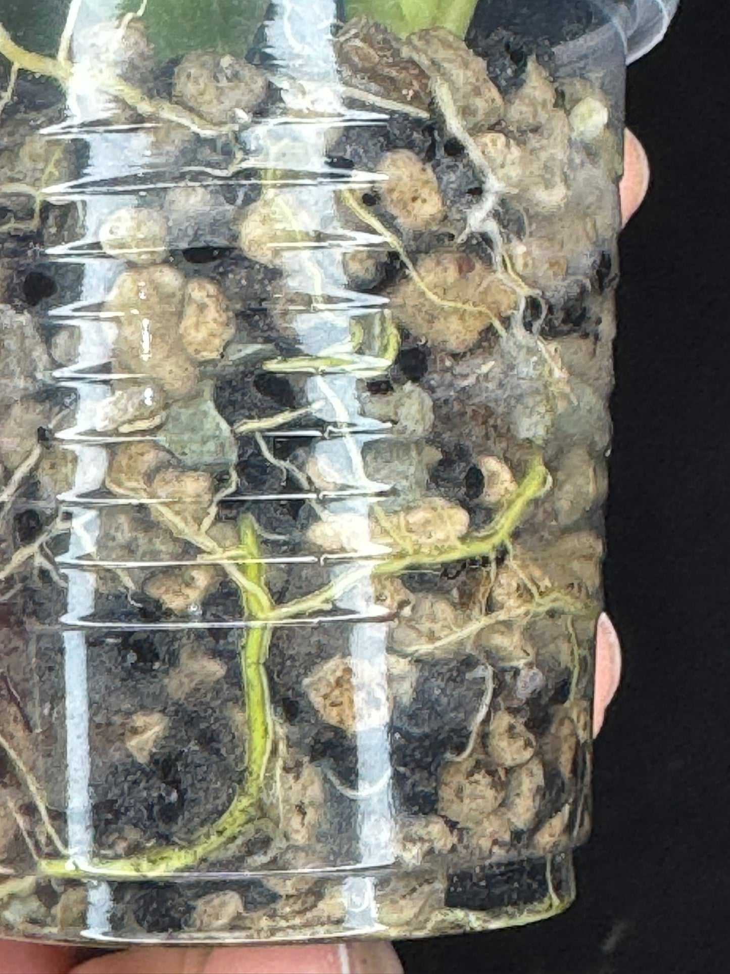 UNICORN🦄! Hoya pachyclada splash, established splashy plant with multiple leaves, rare