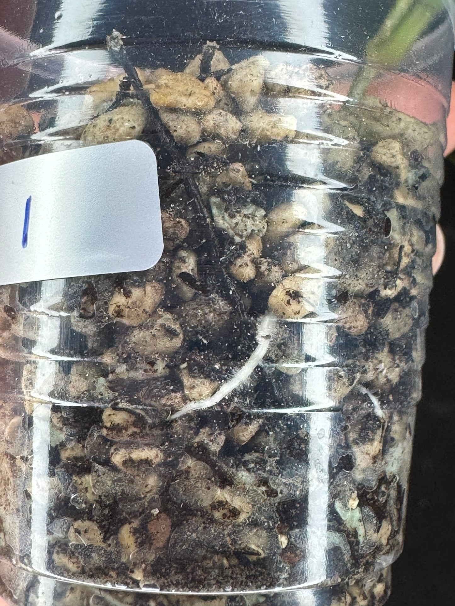 UNICORN🦄! Hoya Lai Chau Silver (#1), sunstressed blush color, rare