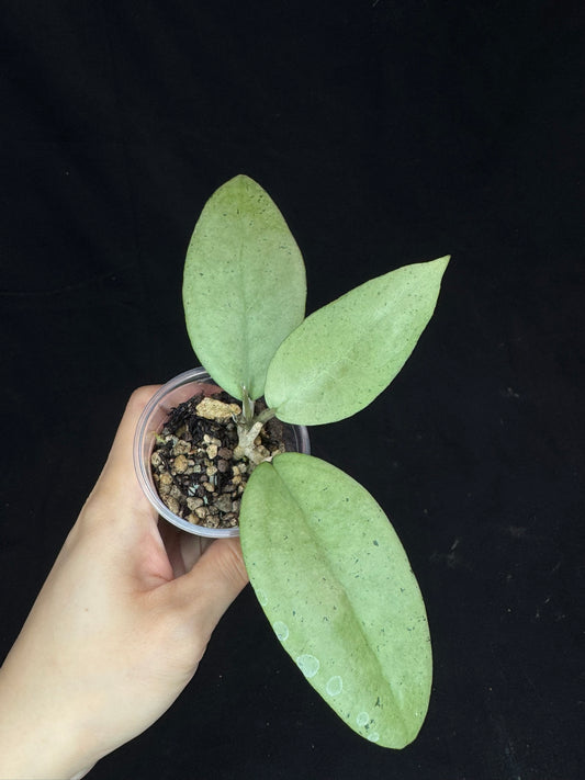 UNICORN🦄! Hoya menak sopal silver, rare