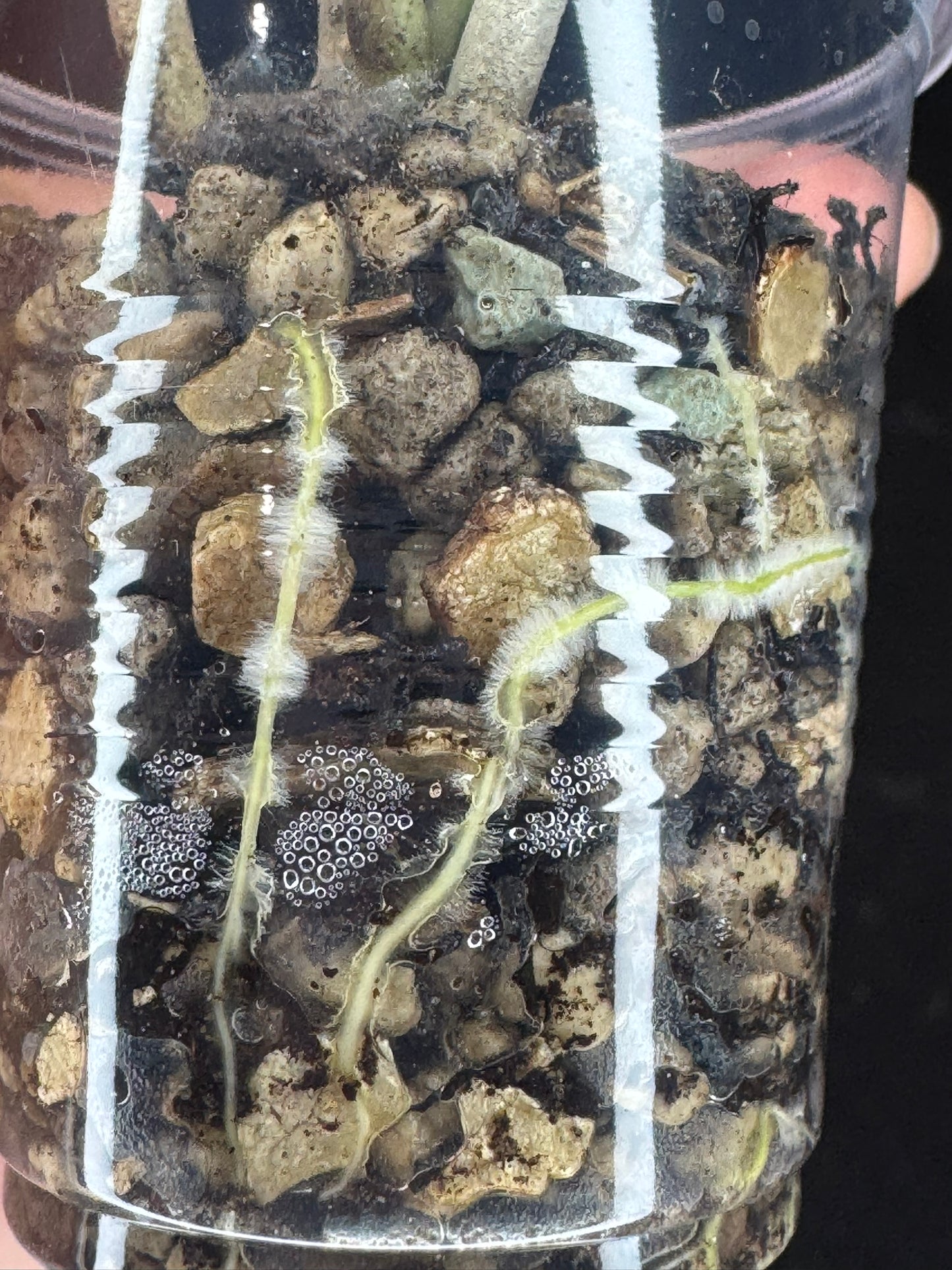 UNICORN🦄! Hoya menak sopal silver, rare