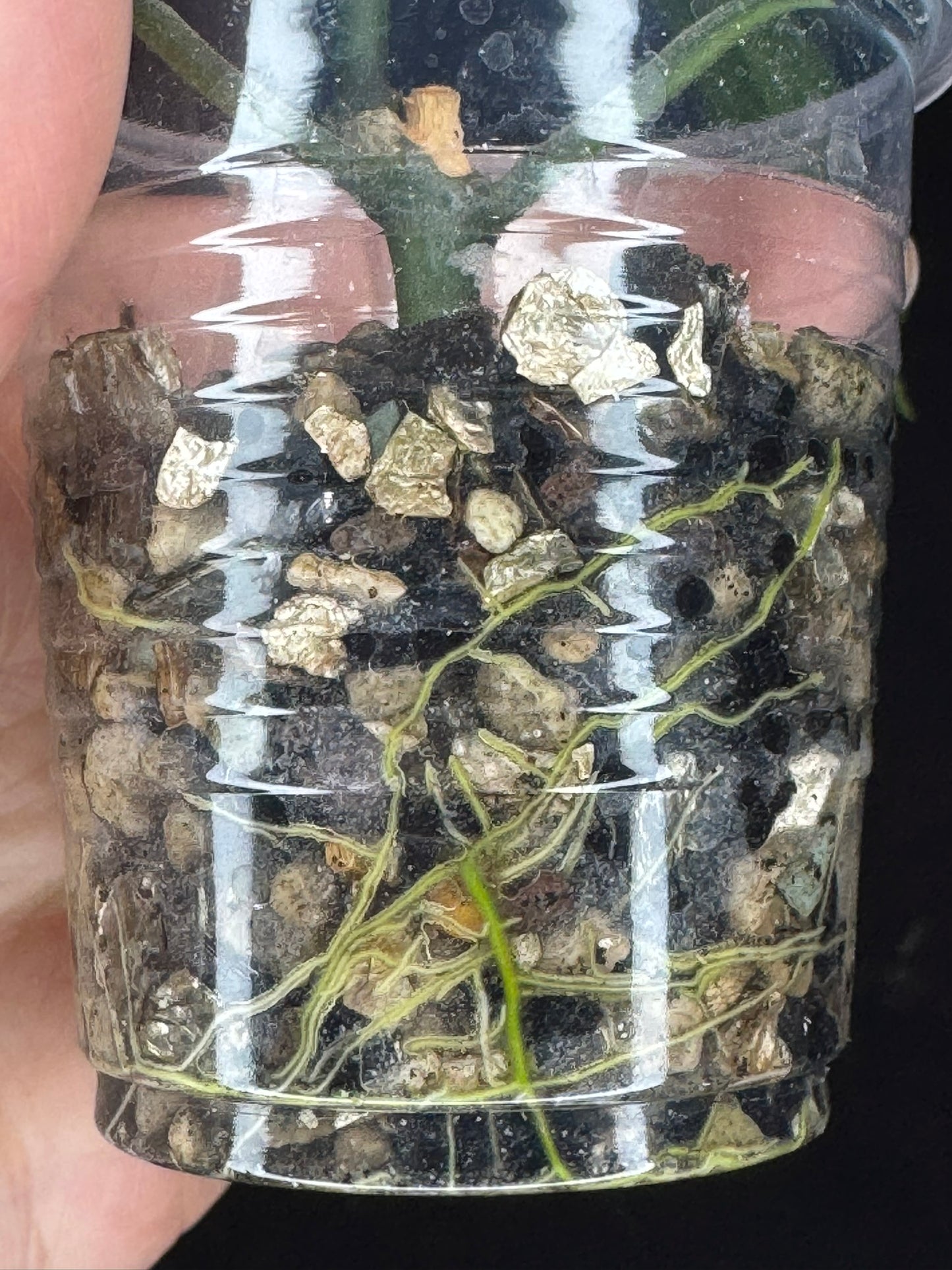 Hoya Multiflora Splash(Europe), rare, big leaves