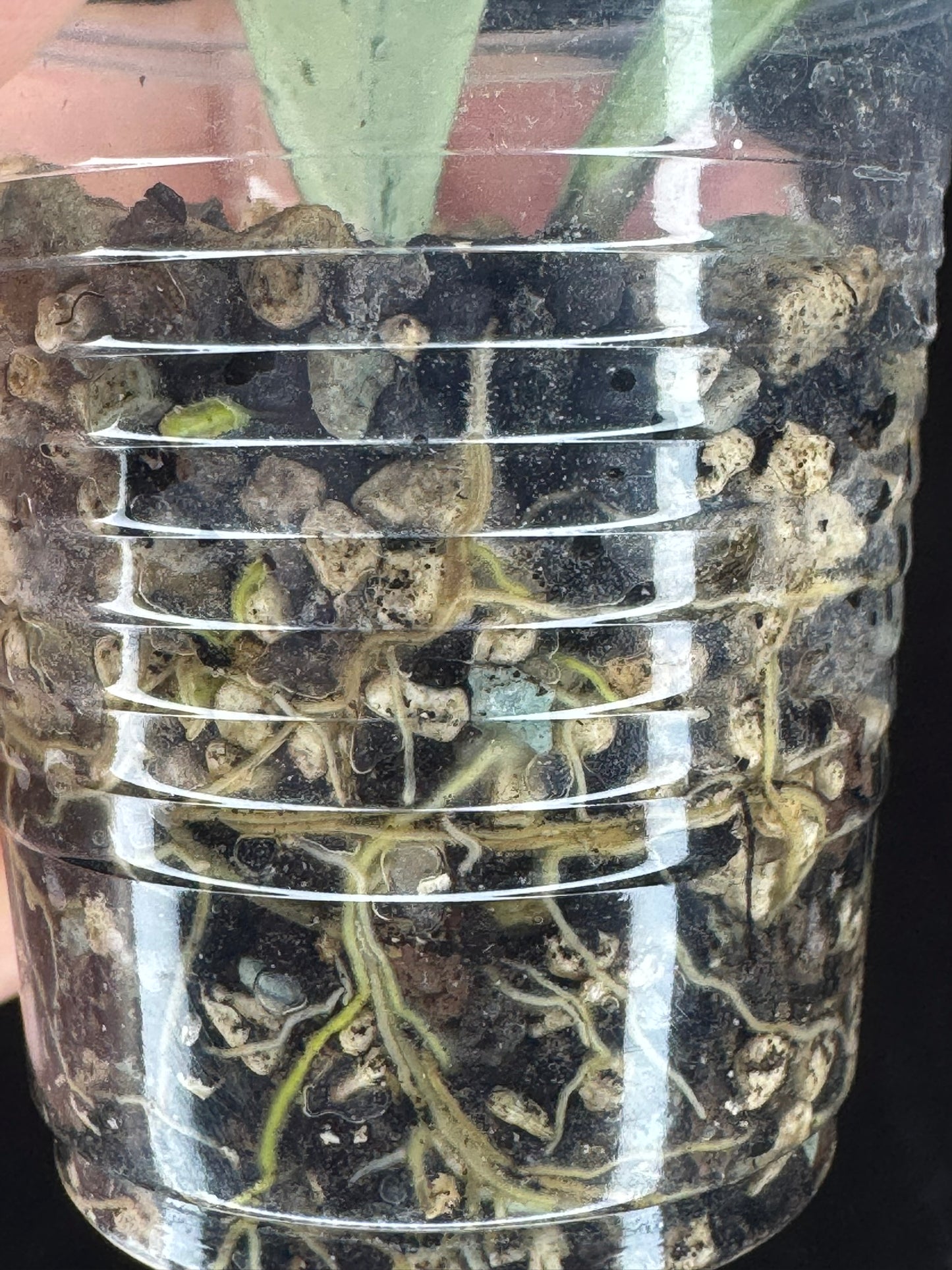 Hoya pubicalyx pink silver ghost, pure silver leaves