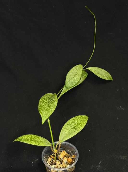 Hoya jita Silver (#2), silvery leaves, rare hoya
