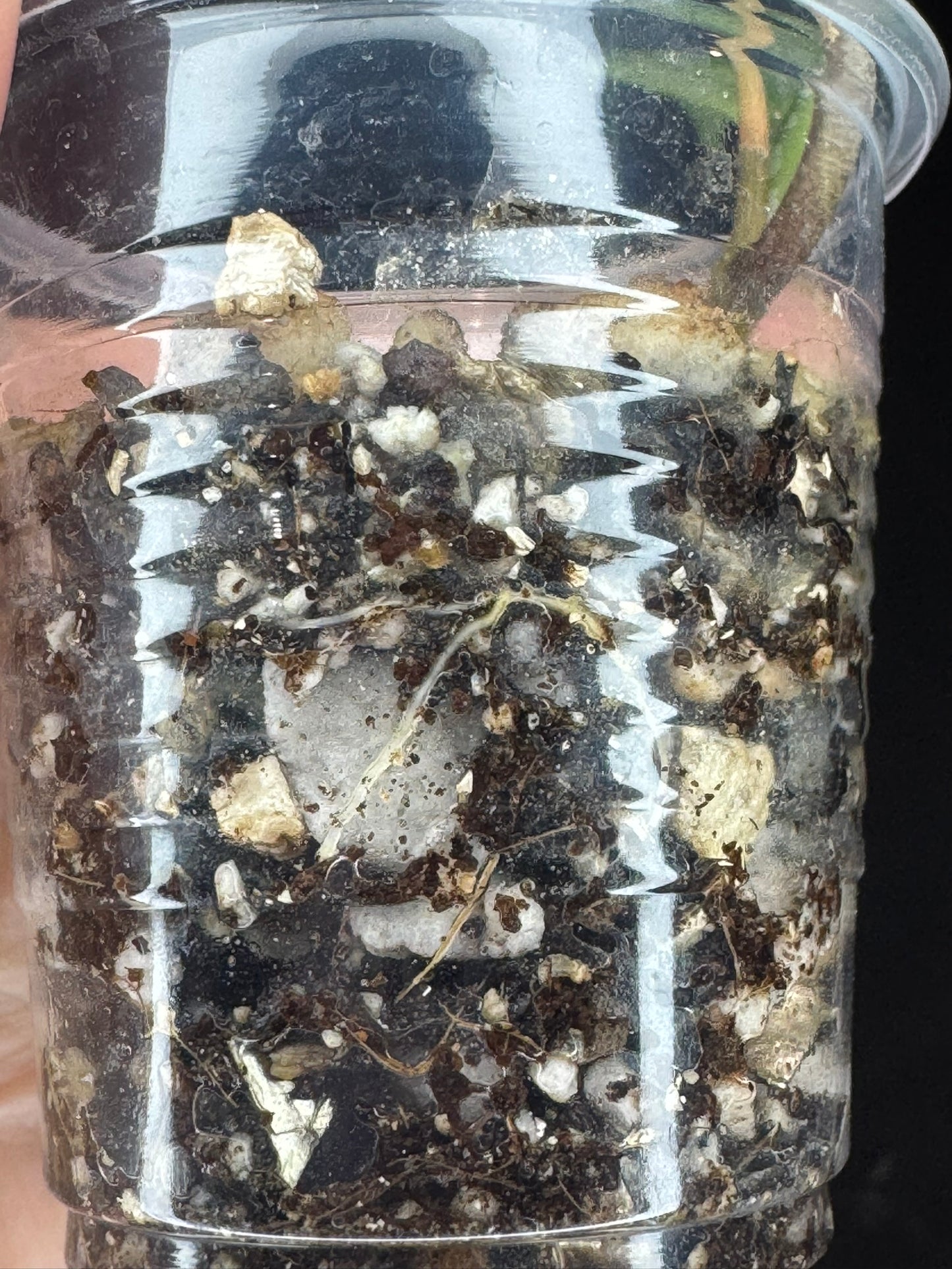 Hoya jita Silver (#2), silvery leaves, rare hoya