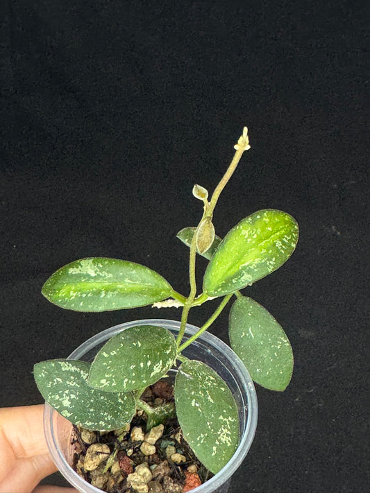UNICORN🦄! Hoya sp. VL9 variegated, different variegation colors with spash