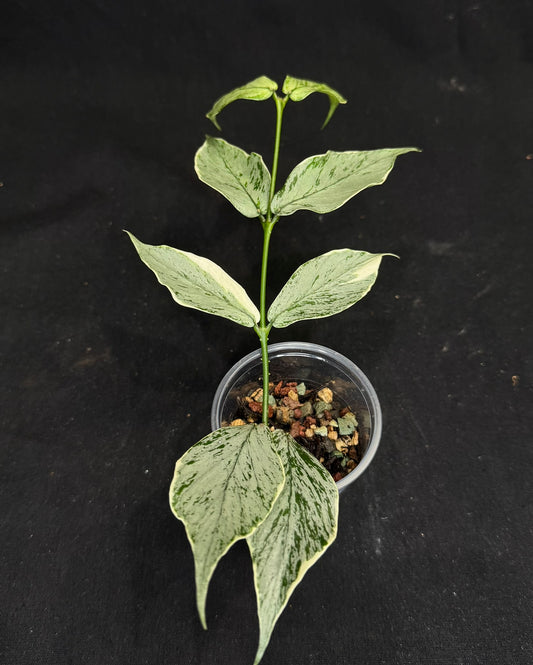 UNICORN🦄! Hoya Polyneura Jasminka Silver (A1), stable albo silver, super rare (Upgrade Shipping is suggested)