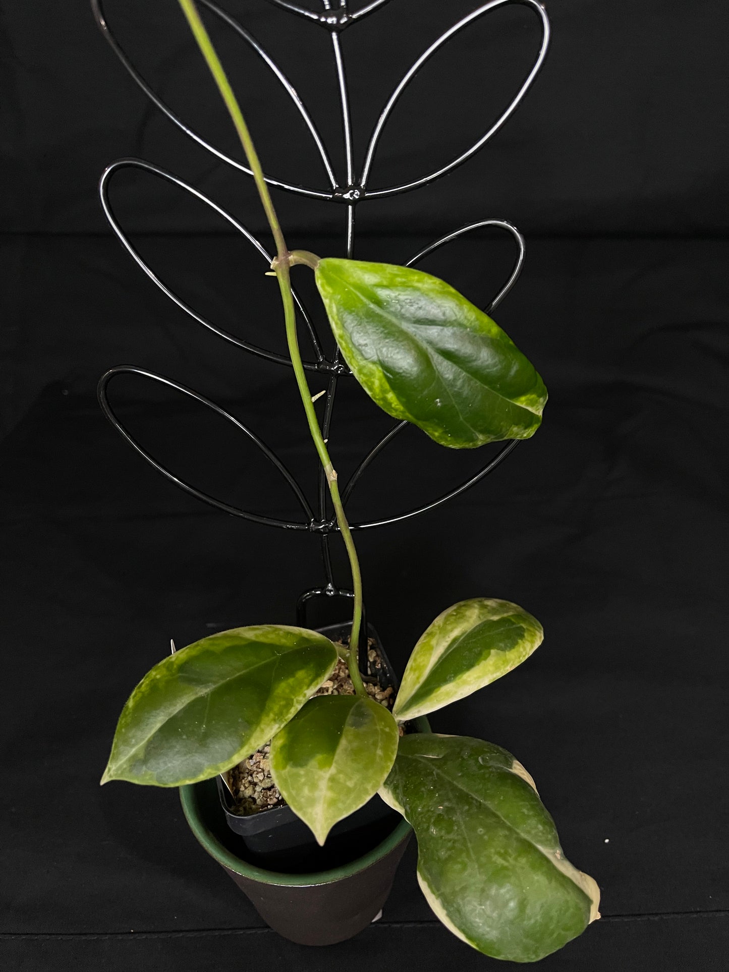 Hoya incrassata albomarginata, nice variegation