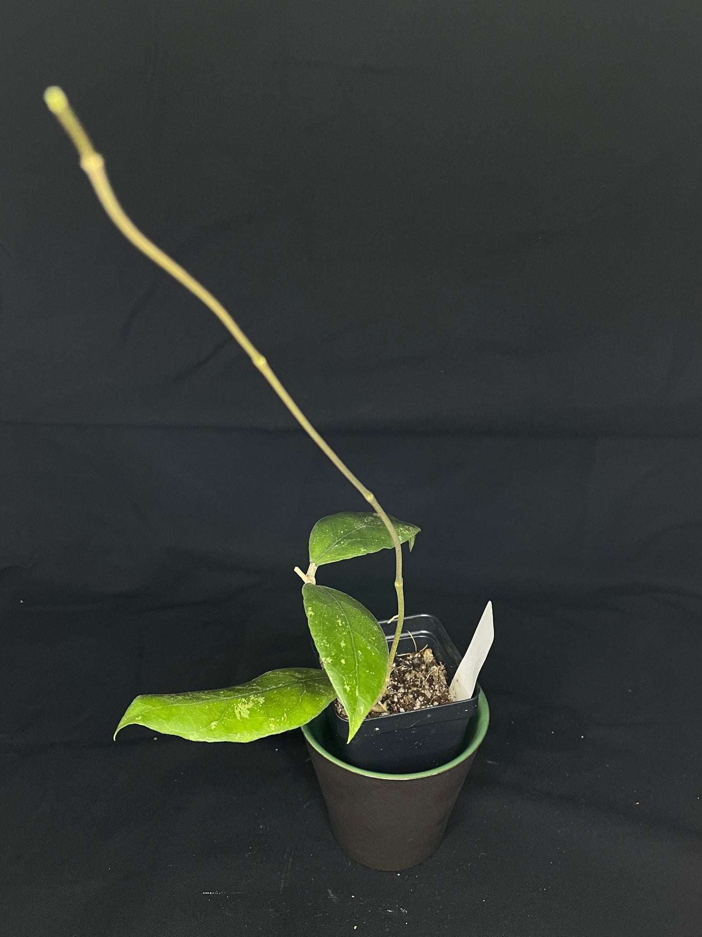Hoya sp limbang, splashy and dark veining underneath