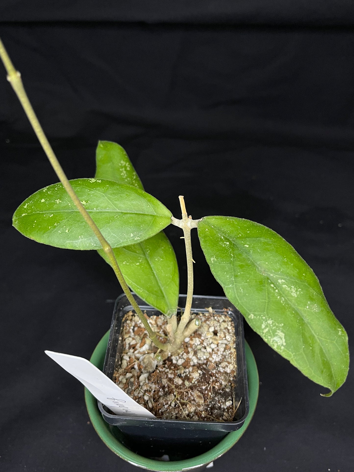 Hoya sp limbang, splashy and dark veining underneath