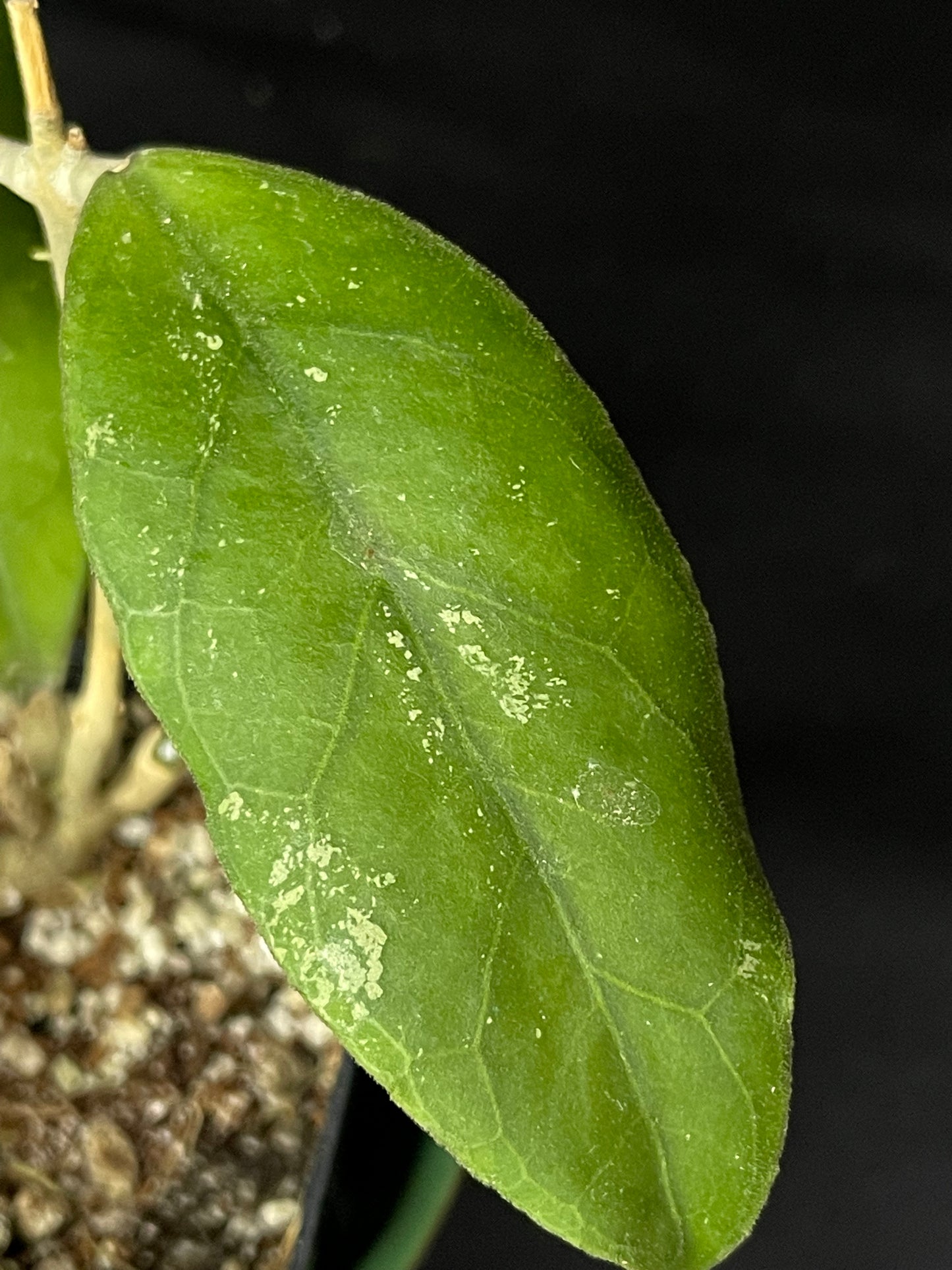 Hoya sp limbang, splashy and dark veining underneath