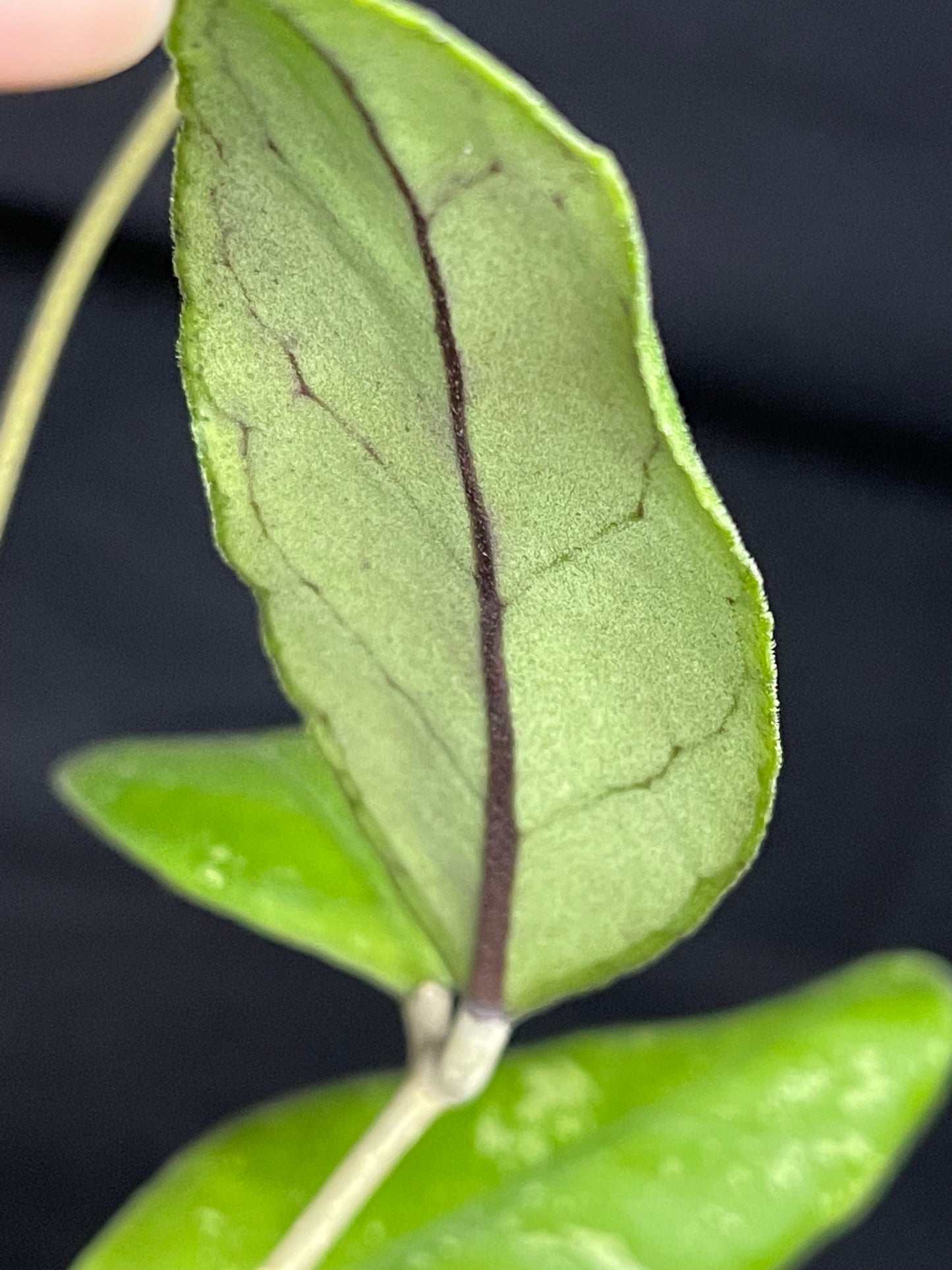 Hoya sp limbang, splashy and dark veining underneath