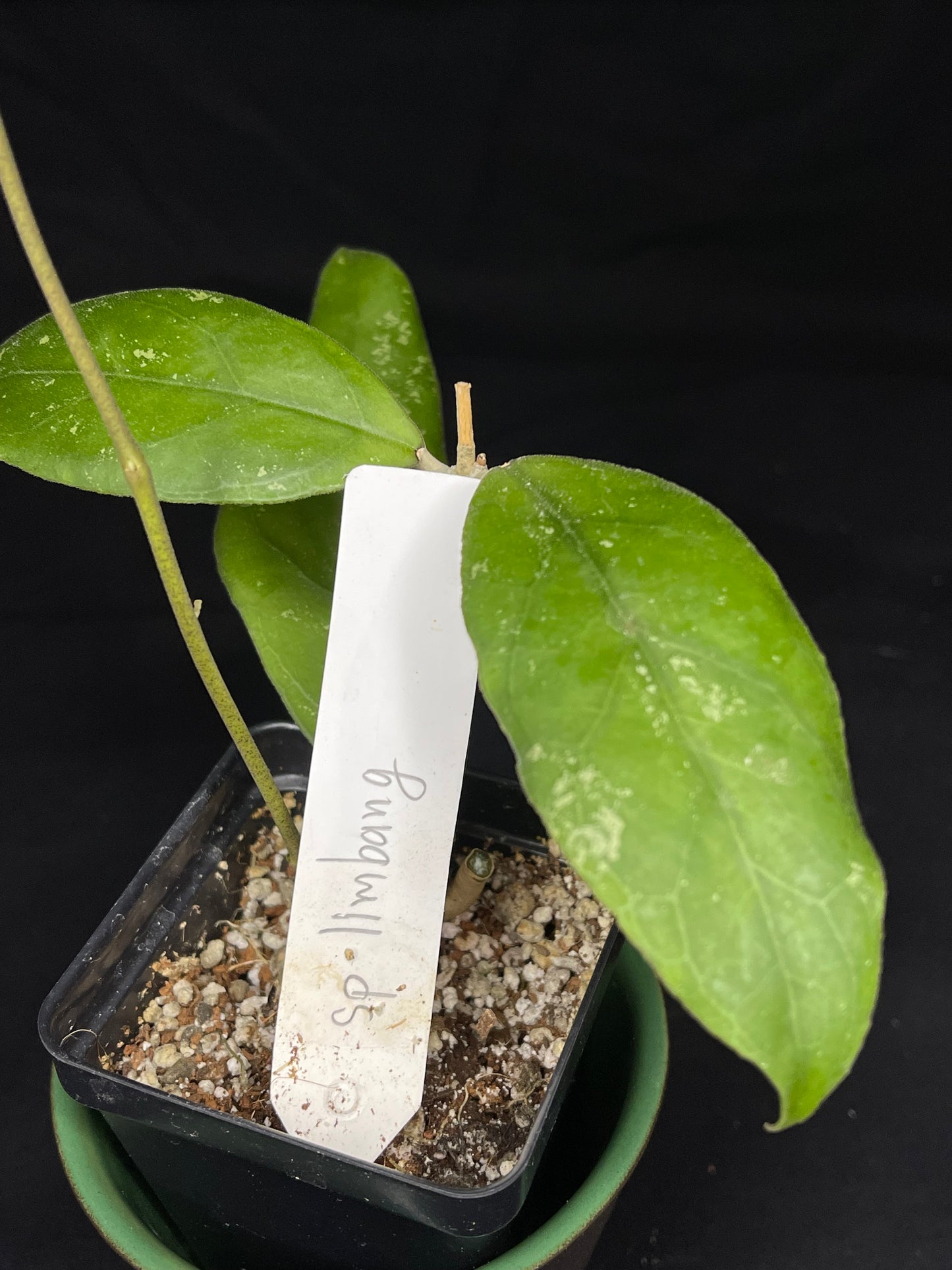 Hoya sp limbang, splashy and dark veining underneath