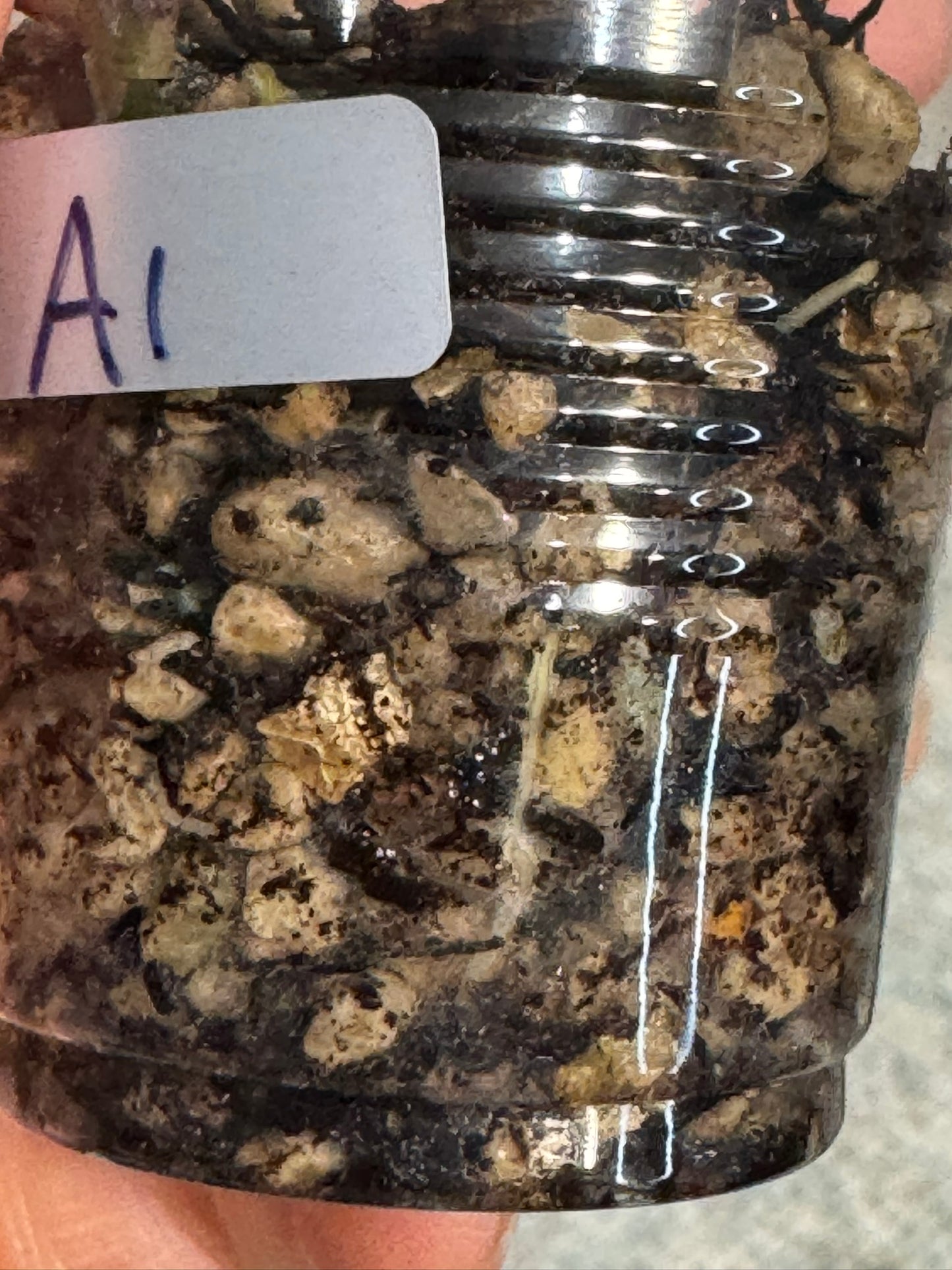 UNICORN🦄! Hoya crocodile (A1), nice variegation color, new growth, super rare (Upgrade Shipping is recommended)