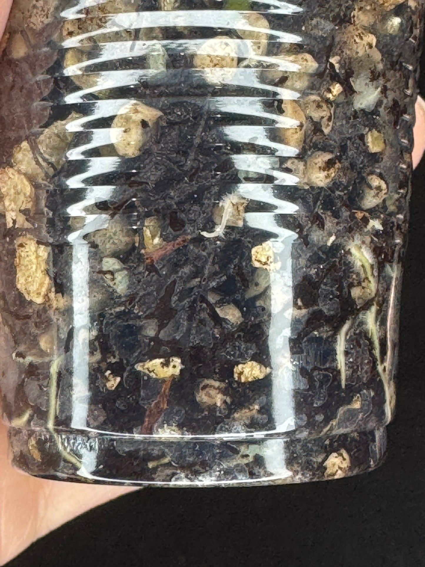 UNICORN🦄! Hoya crocodile (A2), nice variegation color, new growth, super rare (Upgrade Shipping is recommended)