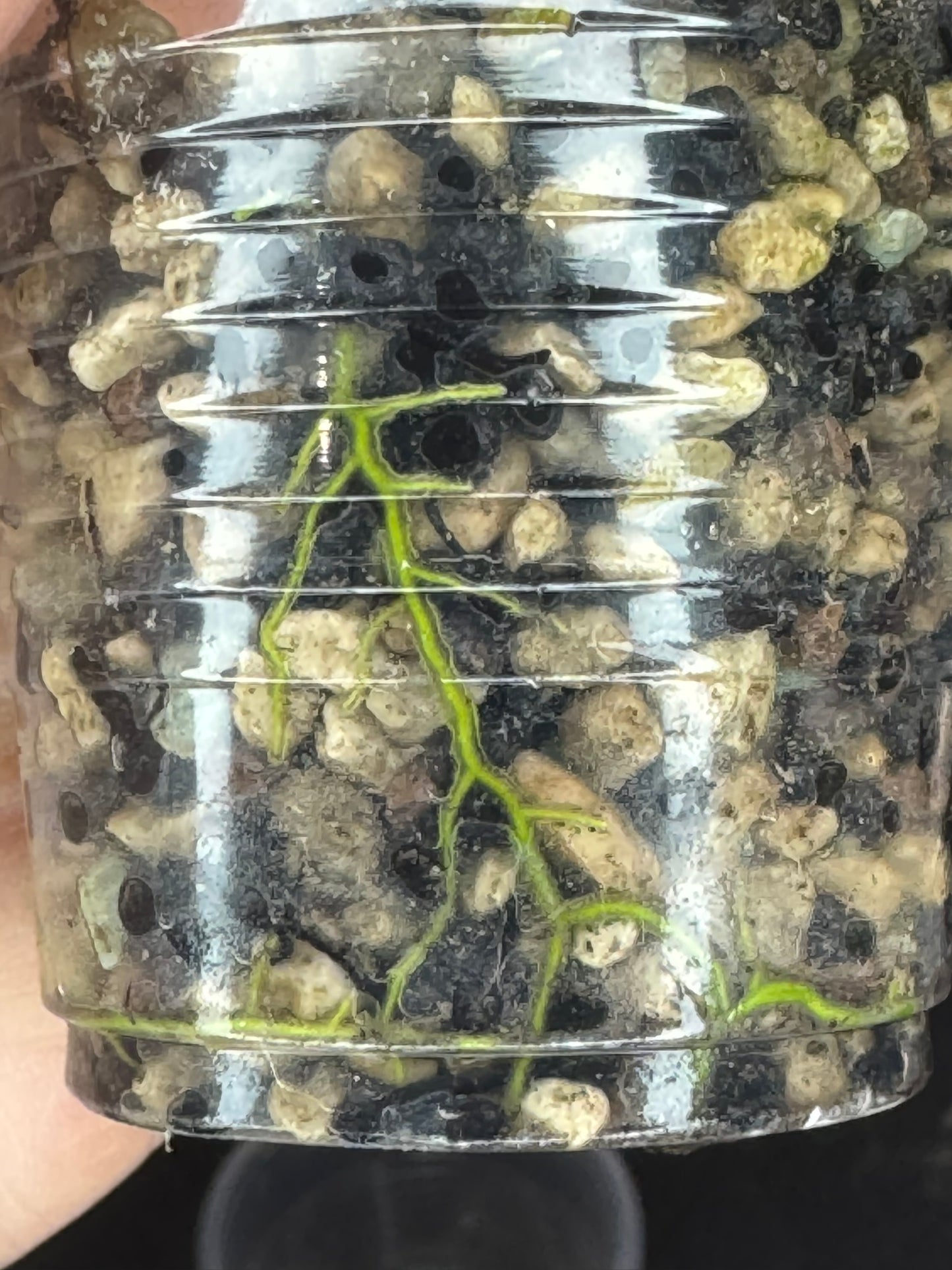 UNICORN🦄! Hoya rangsan albo splash, nice variegation color ans splash, super rare (Upgrade Shipping is recommended)