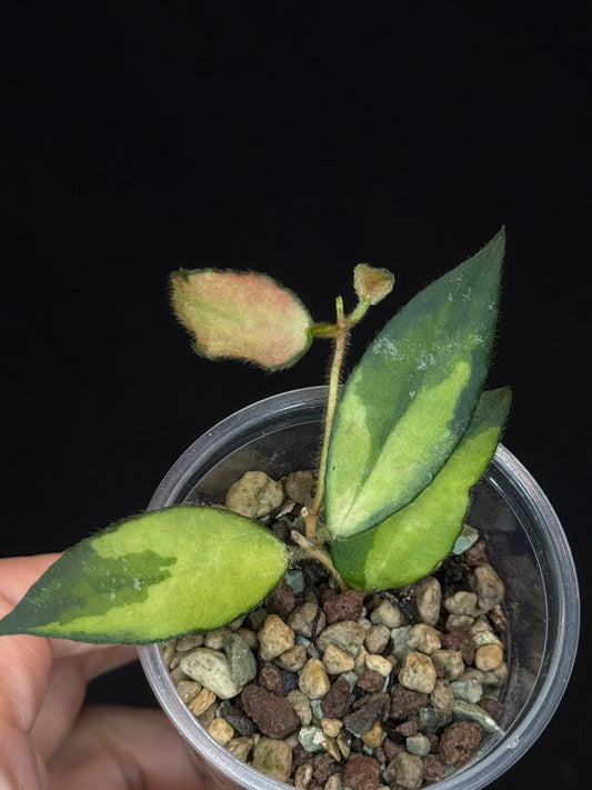 UNICORN🦄! Hoya caudata variegated, neon sunstressed variegation color, super rare (Upgrade Shipping is recommended)