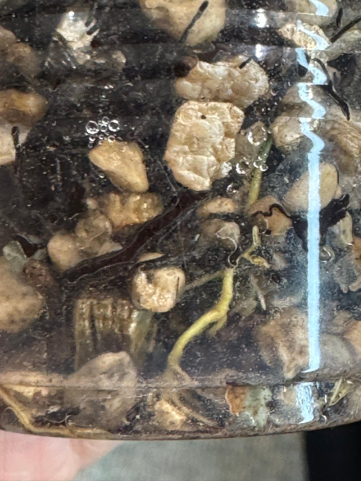 UNICORN🦄! Hoya caudata variegated, neon sunstressed variegation color, super rare (Upgrade Shipping is recommended)