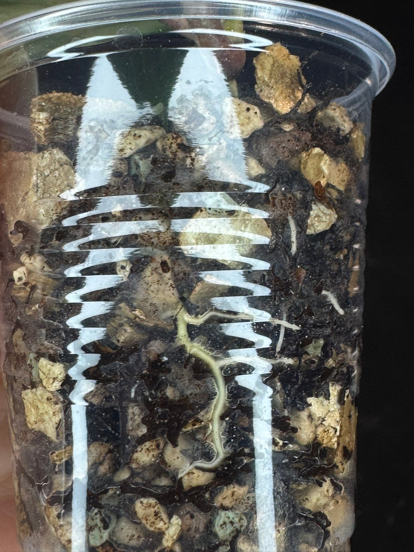 UNICORN🦄! Hoya swiffer's nightmare, nice variegation color, new growth, super rare (Upgrade Shipping is recommended)