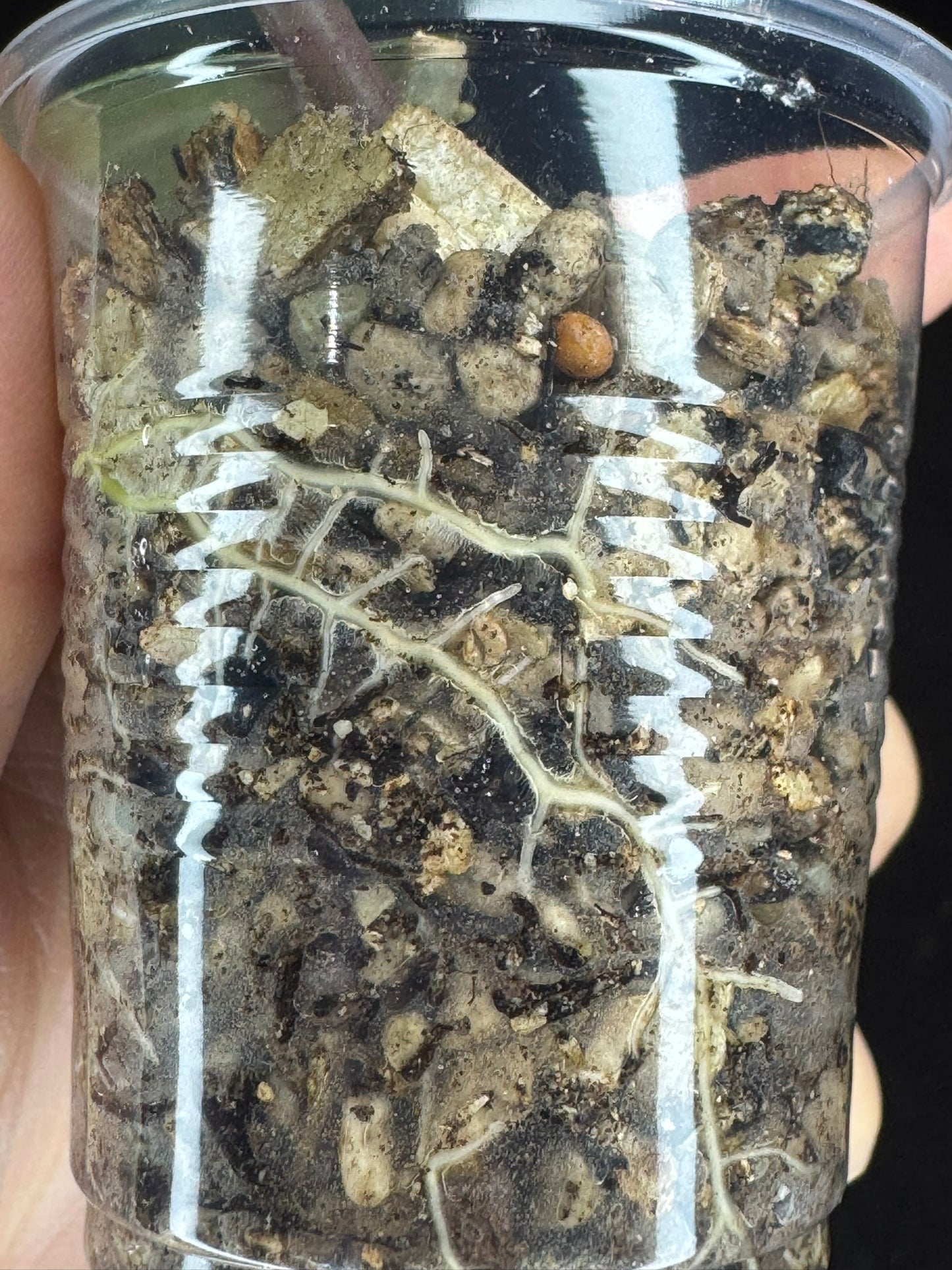 UNICORN🦄! Hoya latifolia ‘MRH’, nice silver big leaves, two new growth, super rare (Upgrade Shipping is recommended)