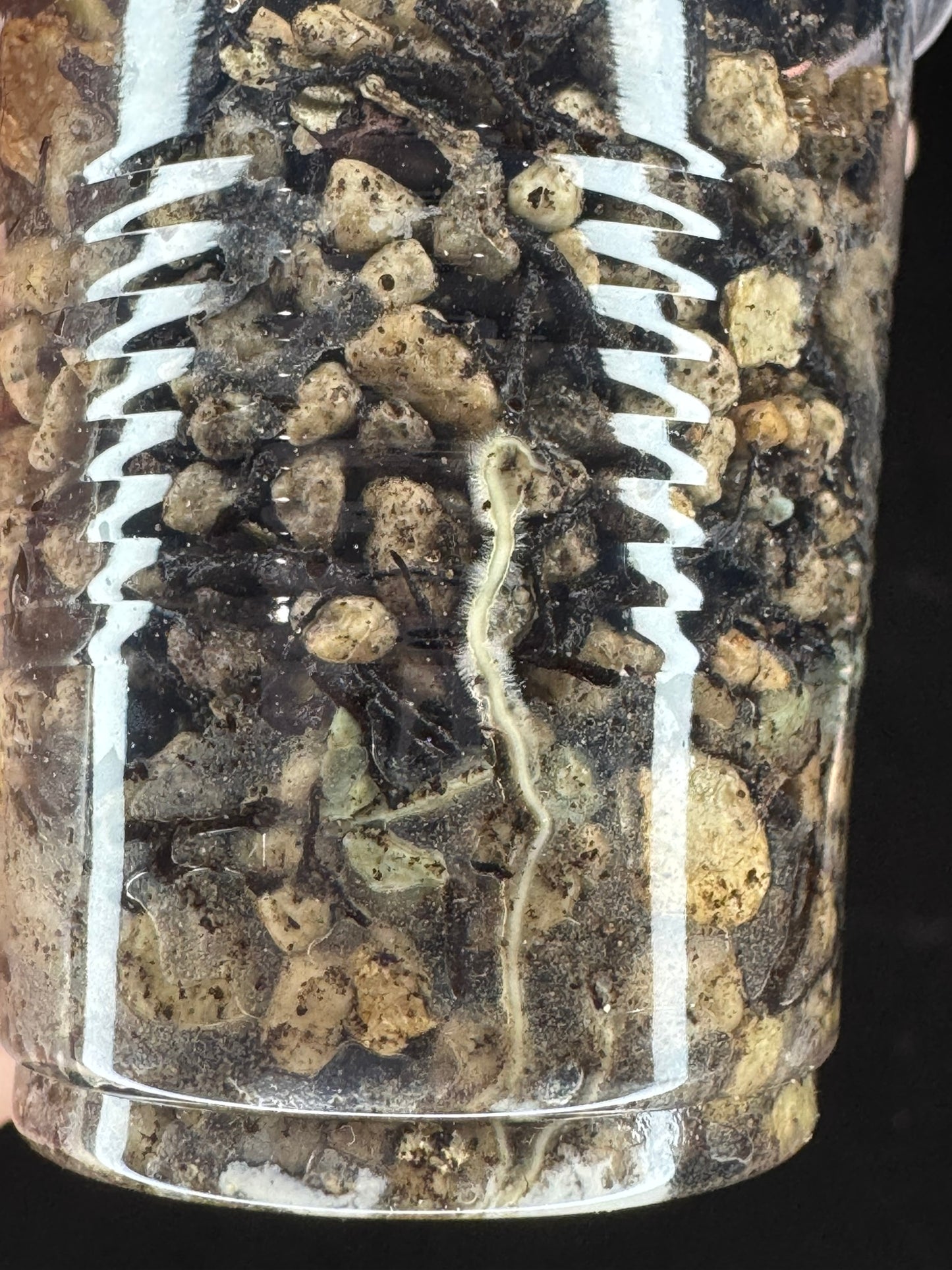 Hoya imbricata x cinnamomifolia, hybrid, rare